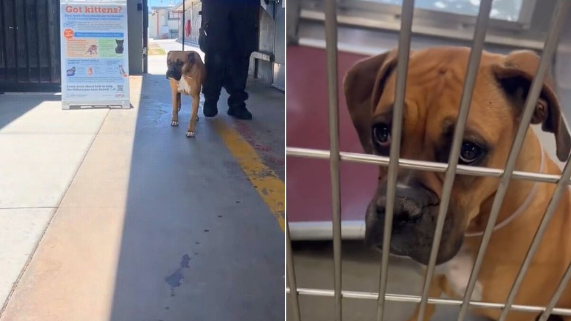 dog in shelter