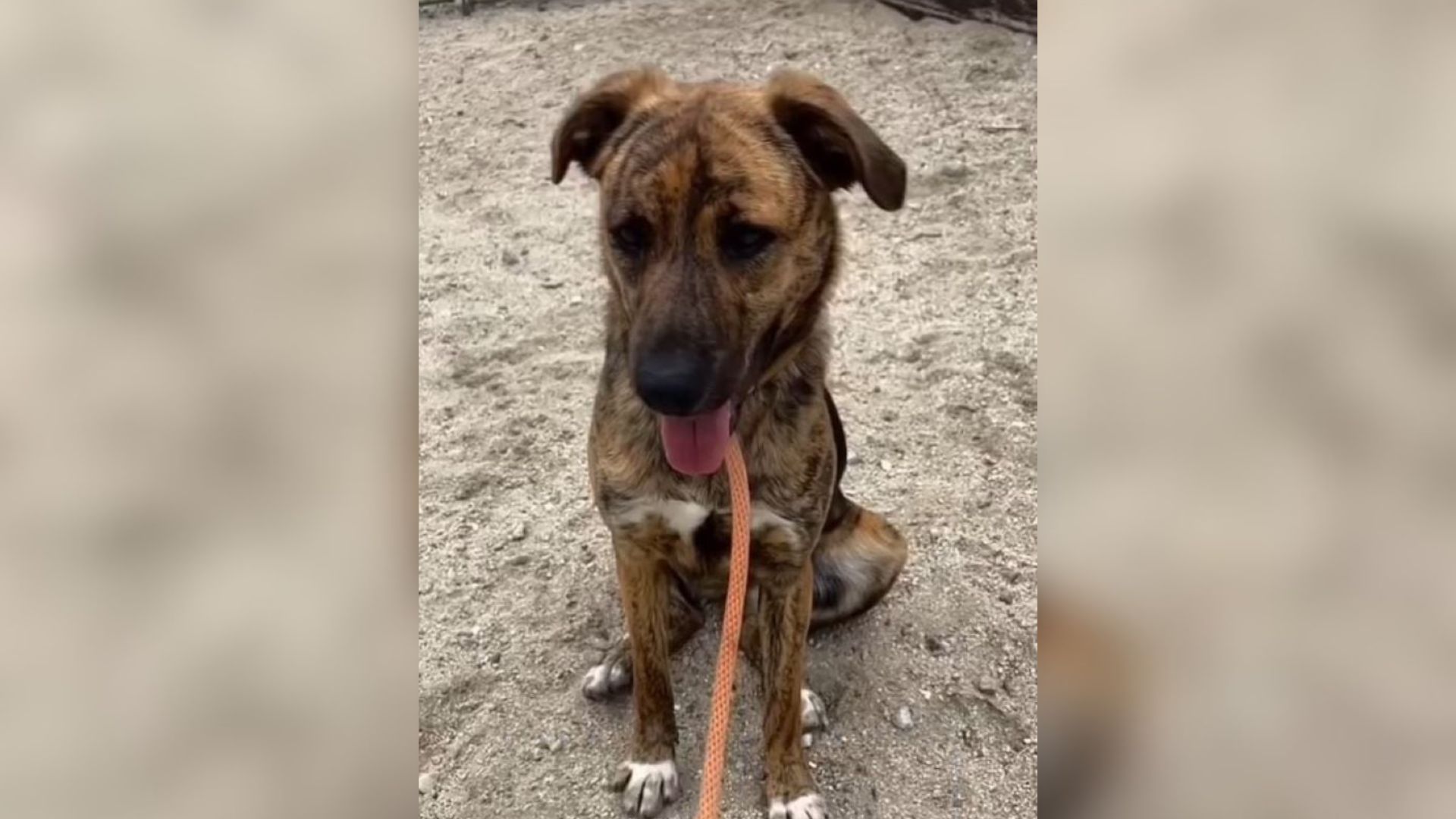 small dog on leash