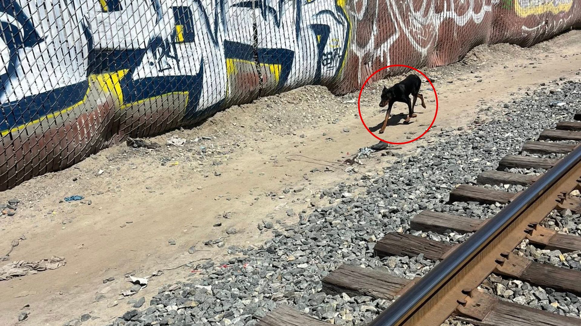 dog near train tracks