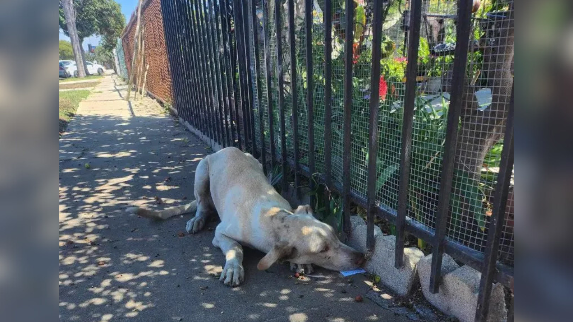 dog looking under fence
