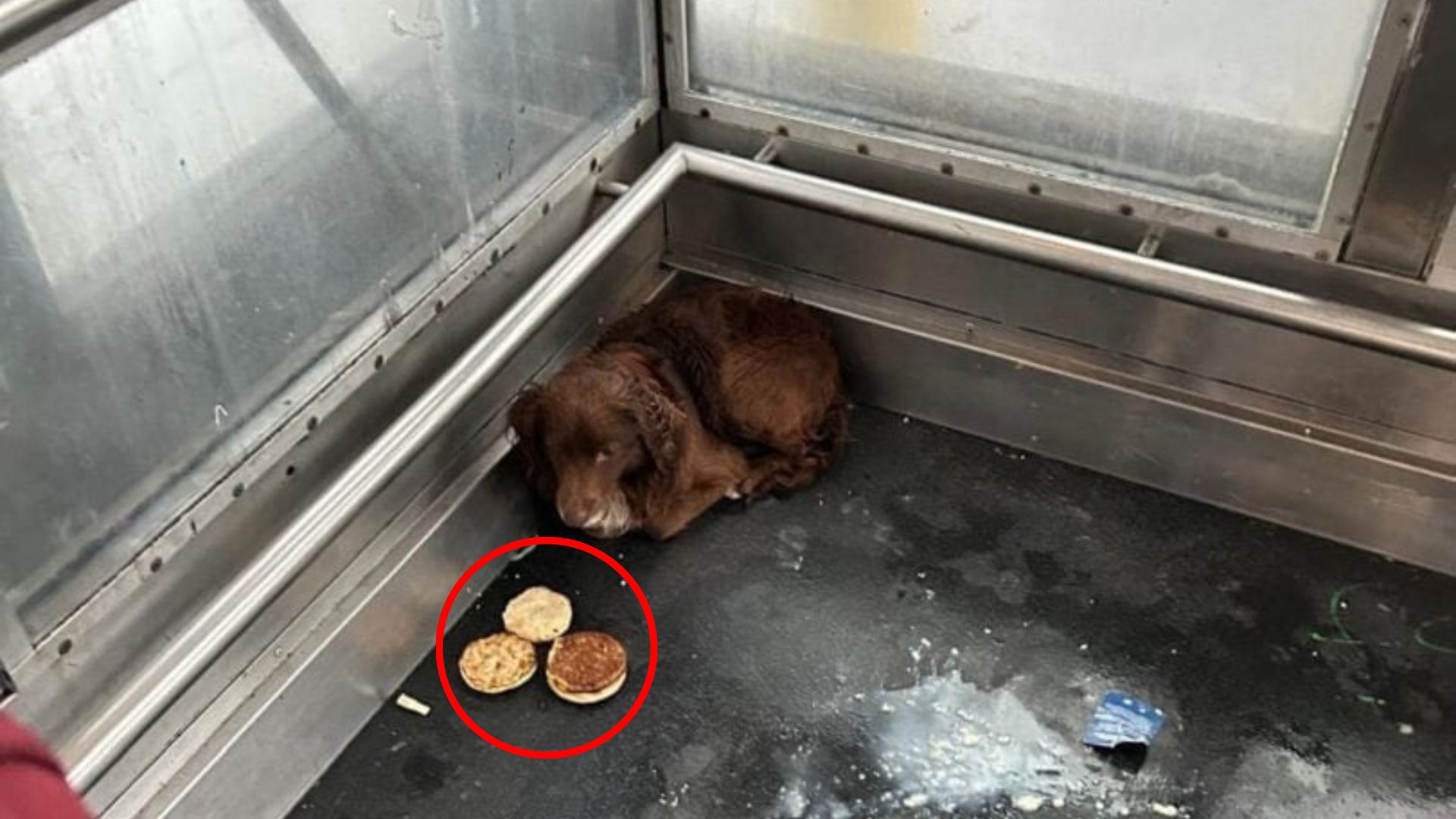 dog in elevator