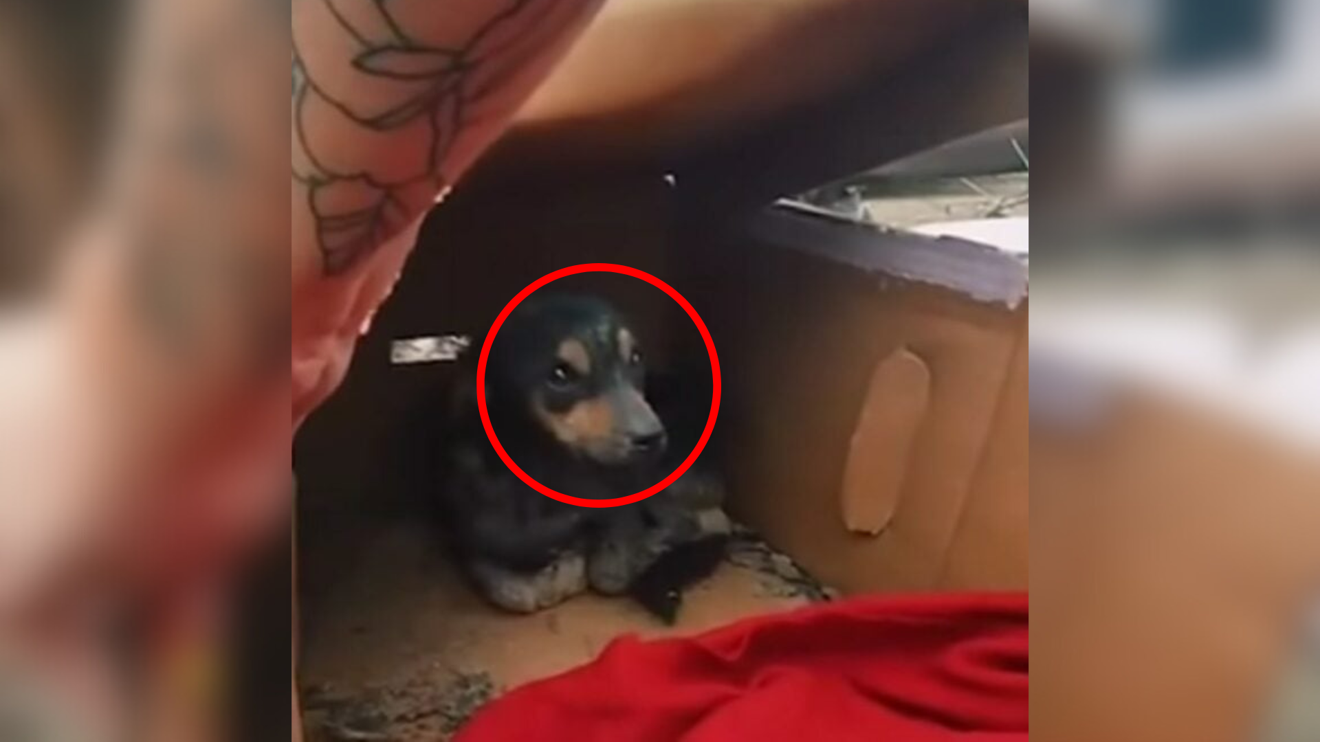 dog in a cardboard box