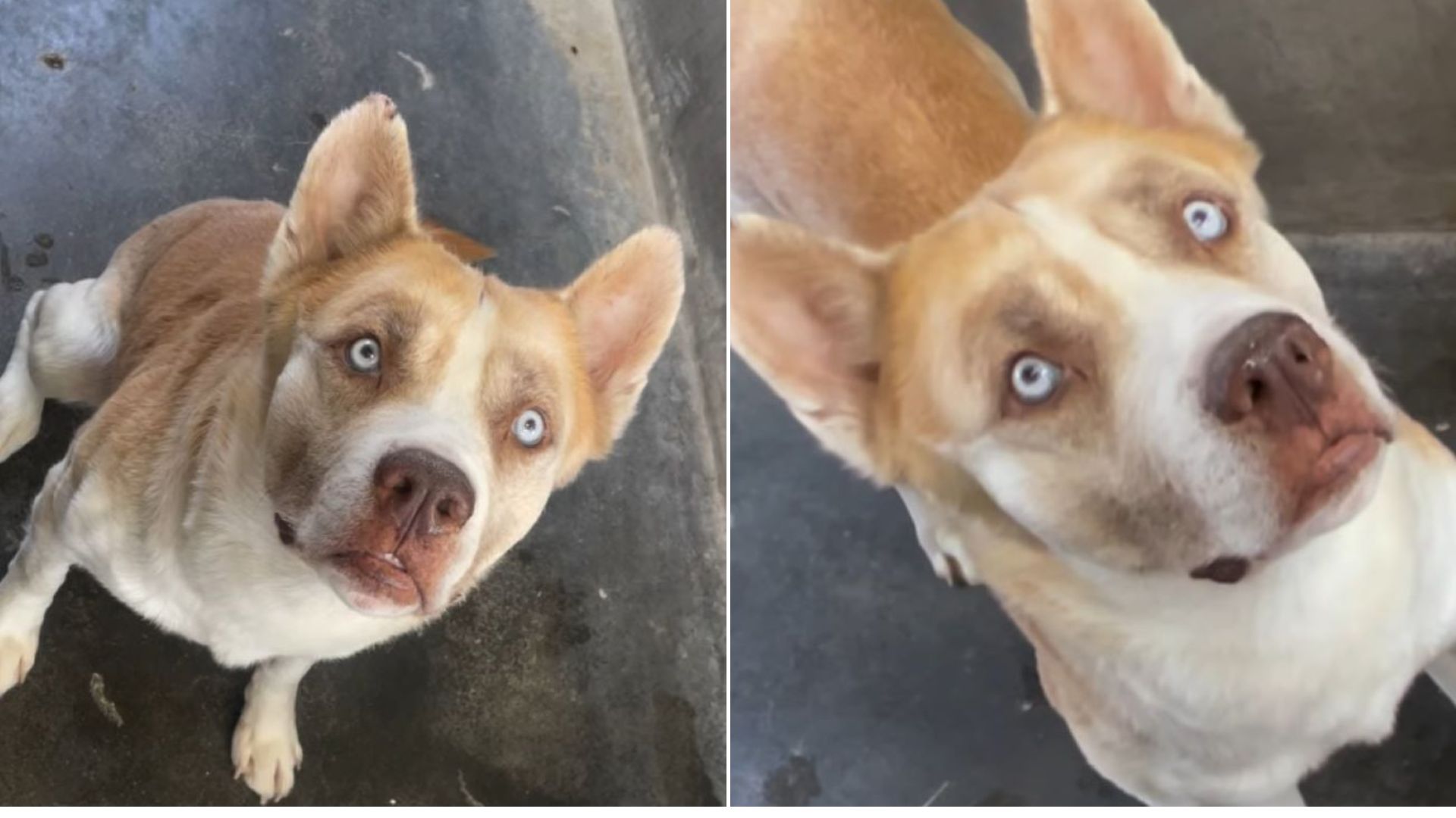 gorgeous senior dog