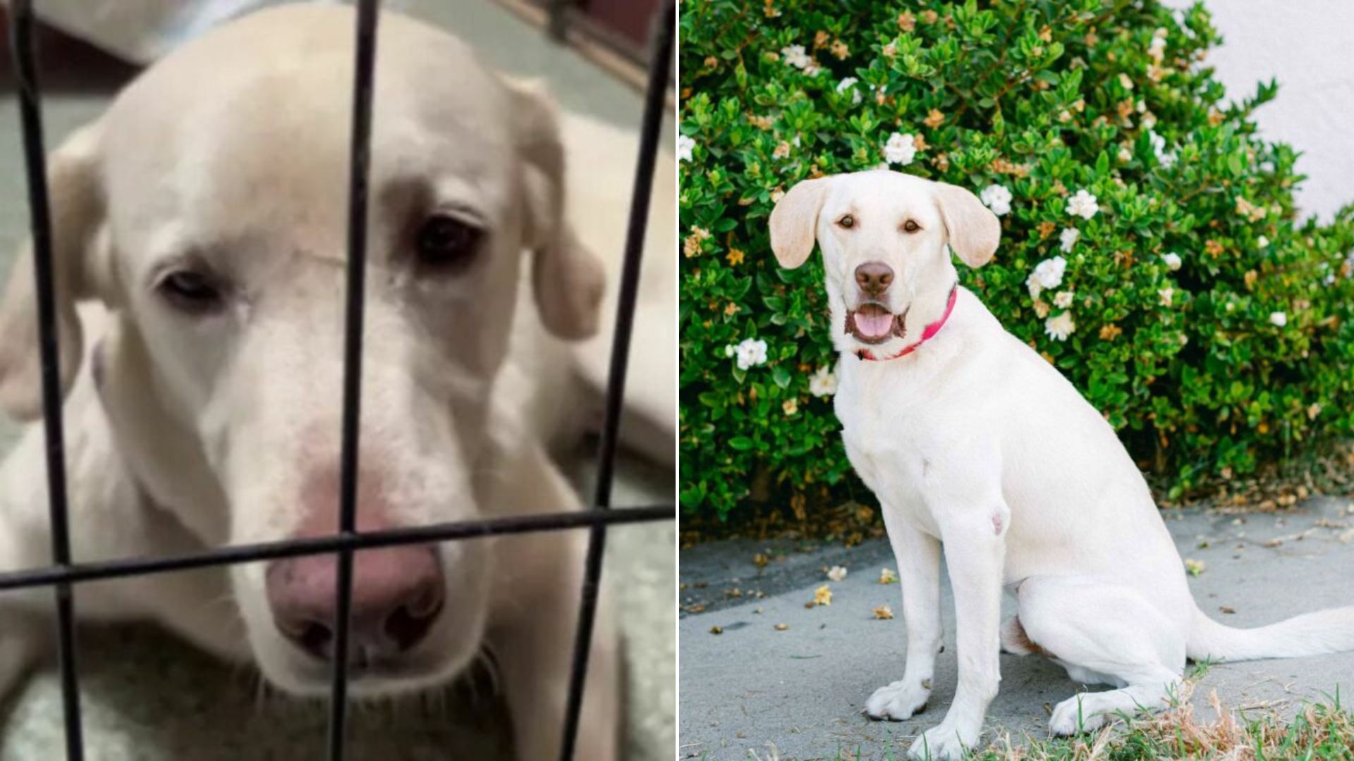 senior white dog