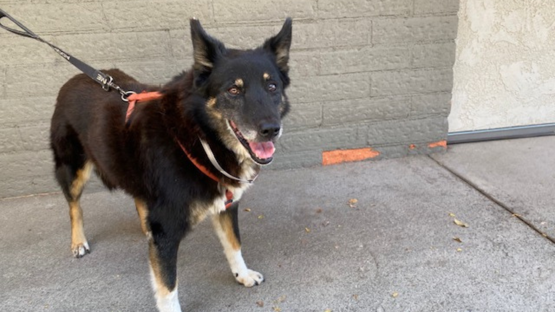 black dog with leash