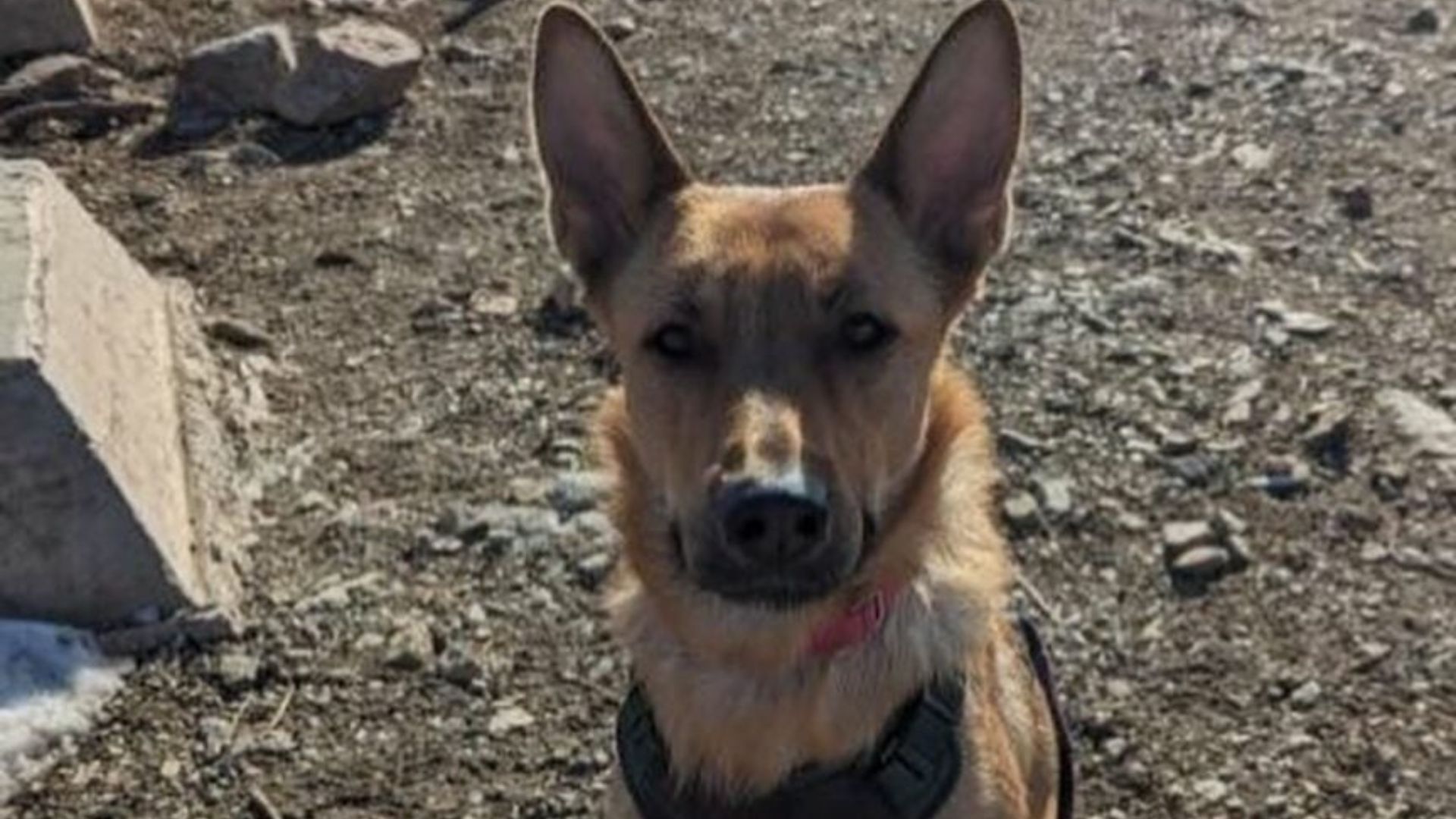 adorable senior dog