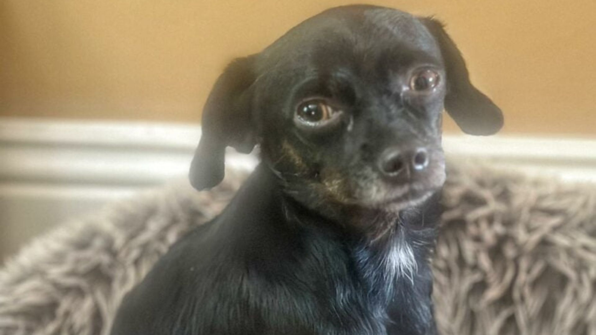 tiny black dog