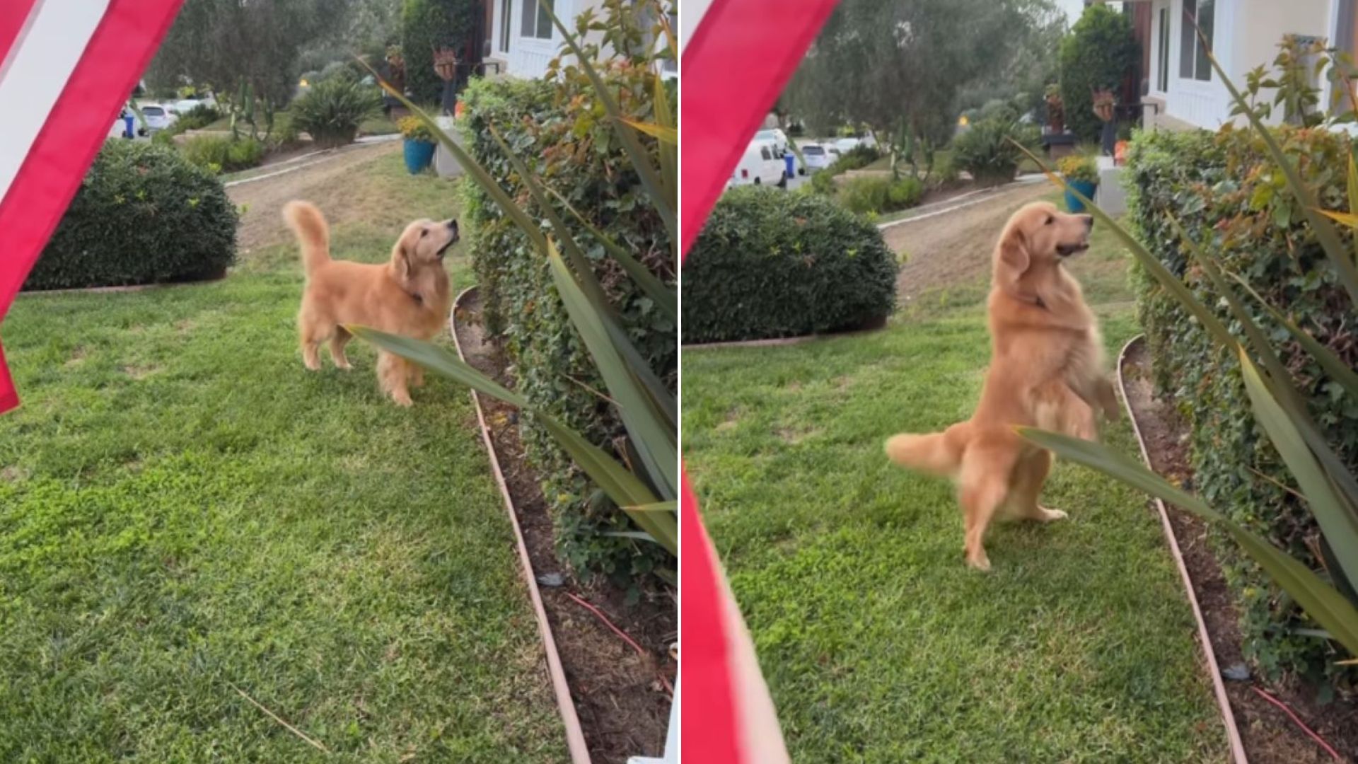 sweet Golden Retriever