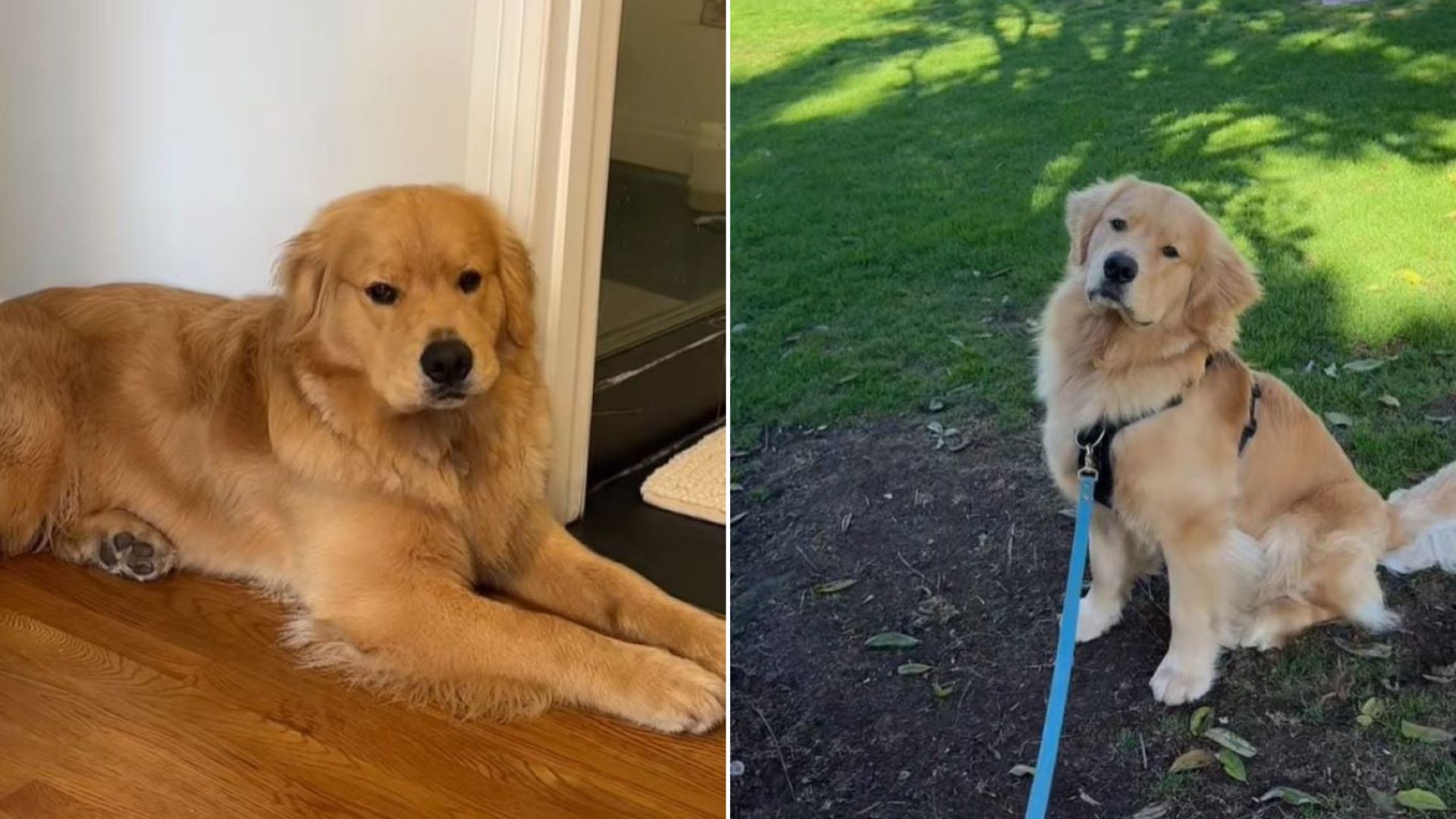 sweet Golden Retriever