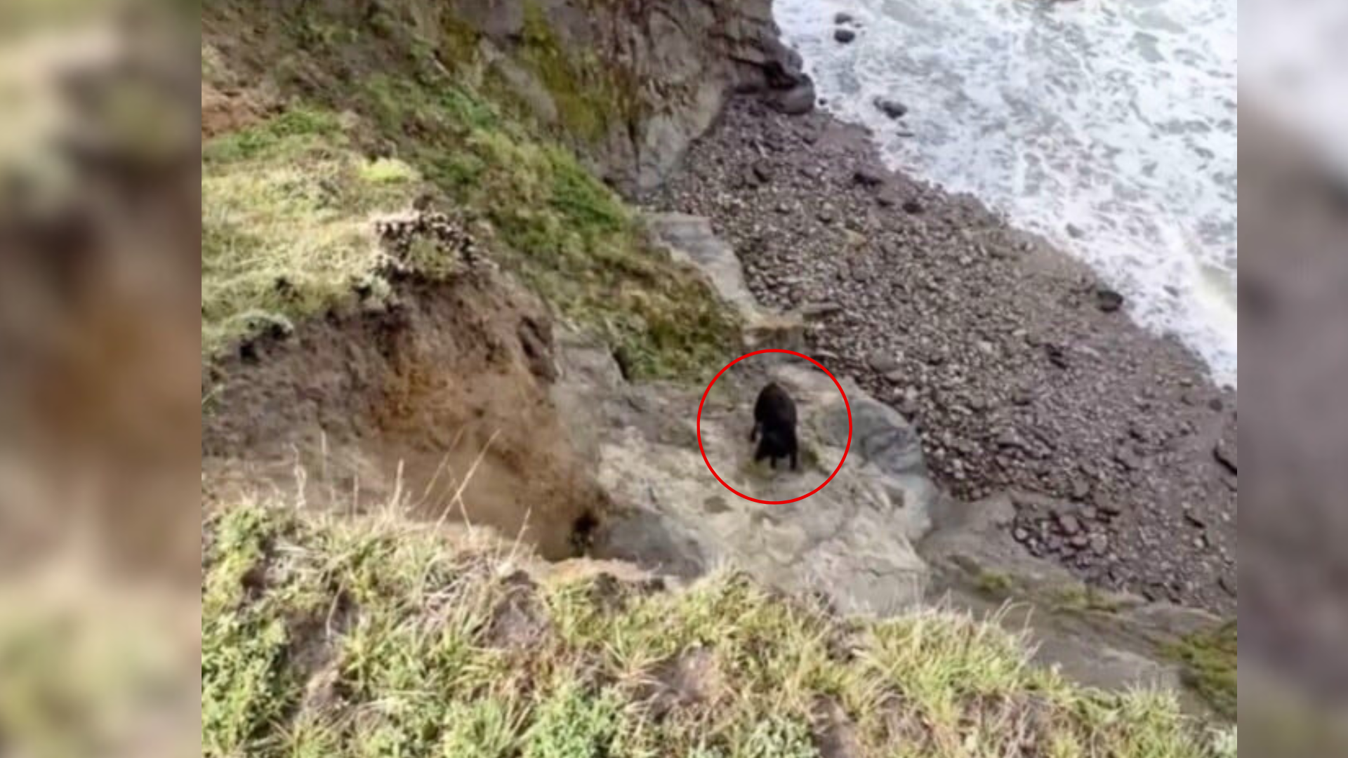 cow on a cliff
