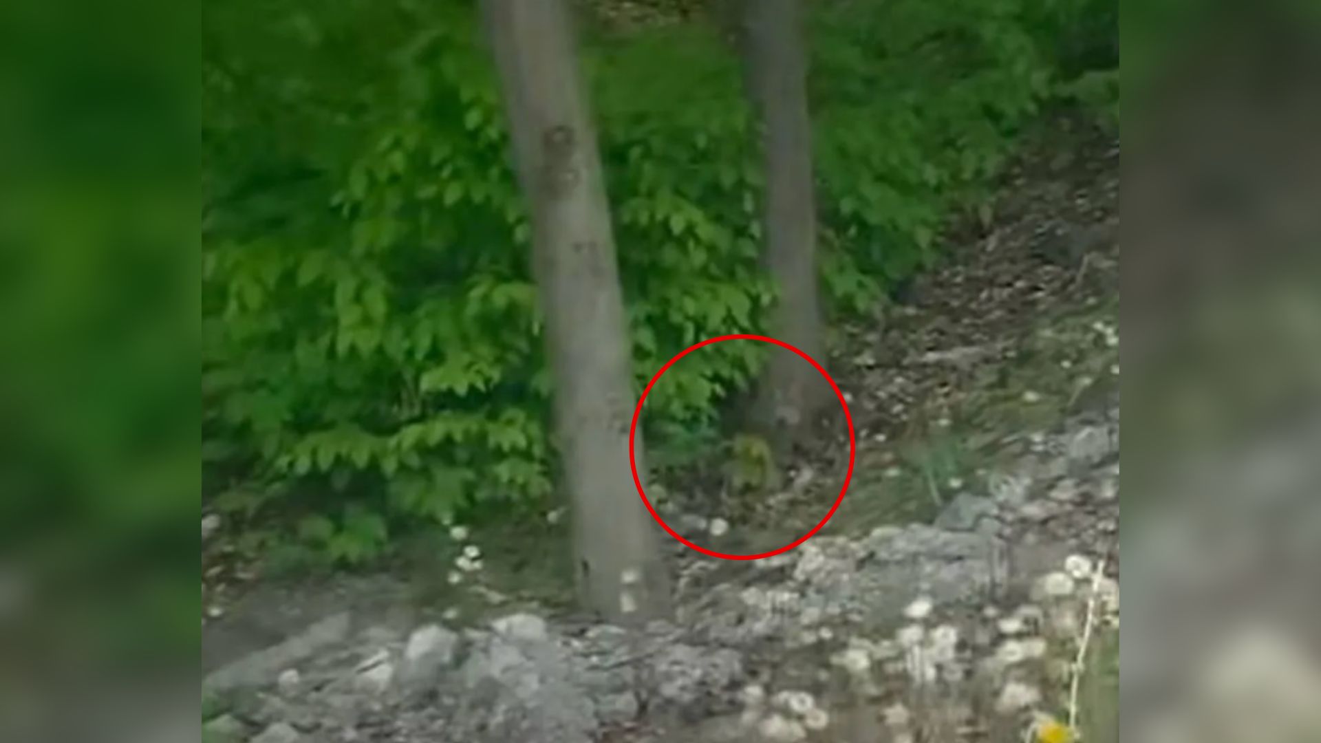 animal in woods