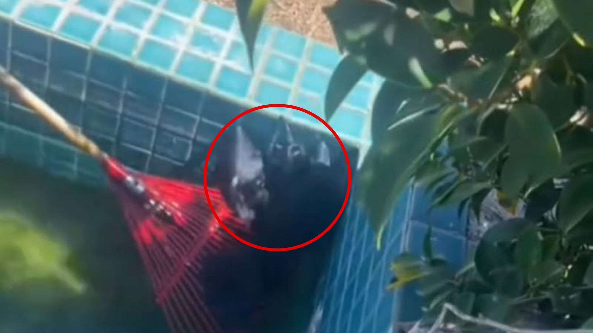 crow in pool