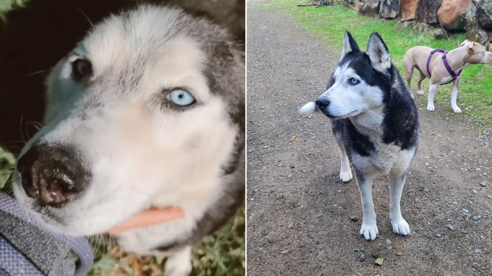 sweet husky