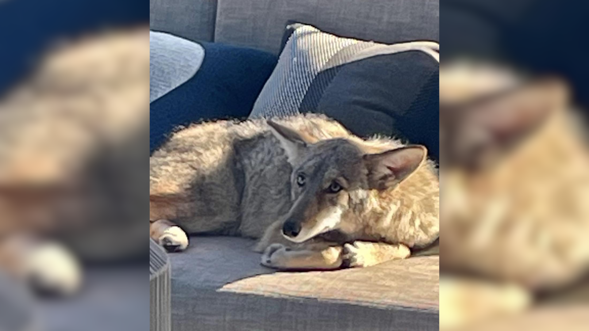 coyote on couch