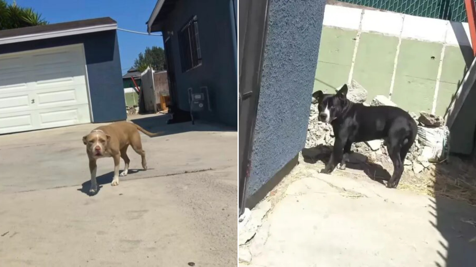 brown and black dogs