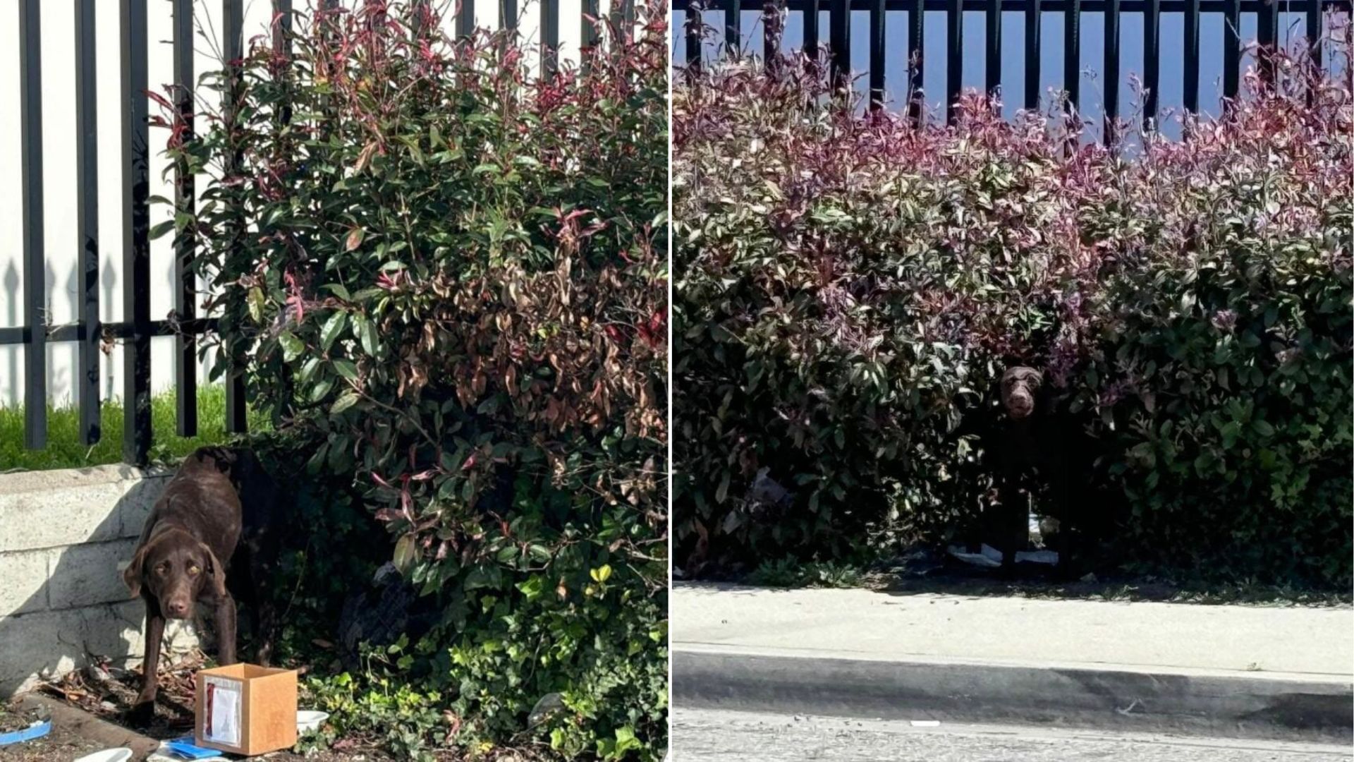 injured dog laying down