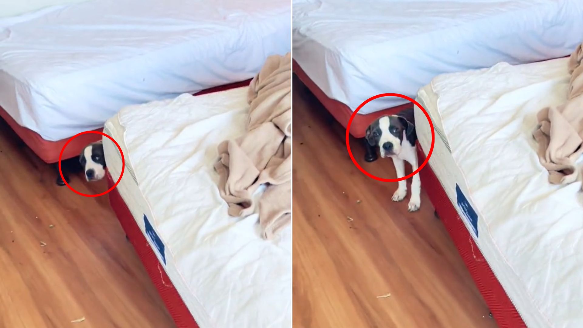 puppy in motel