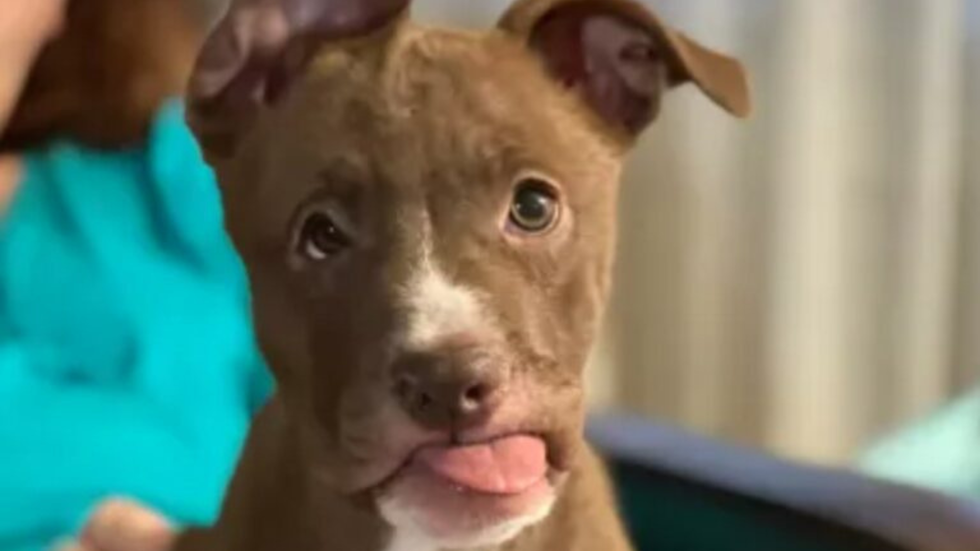 dog with injured face