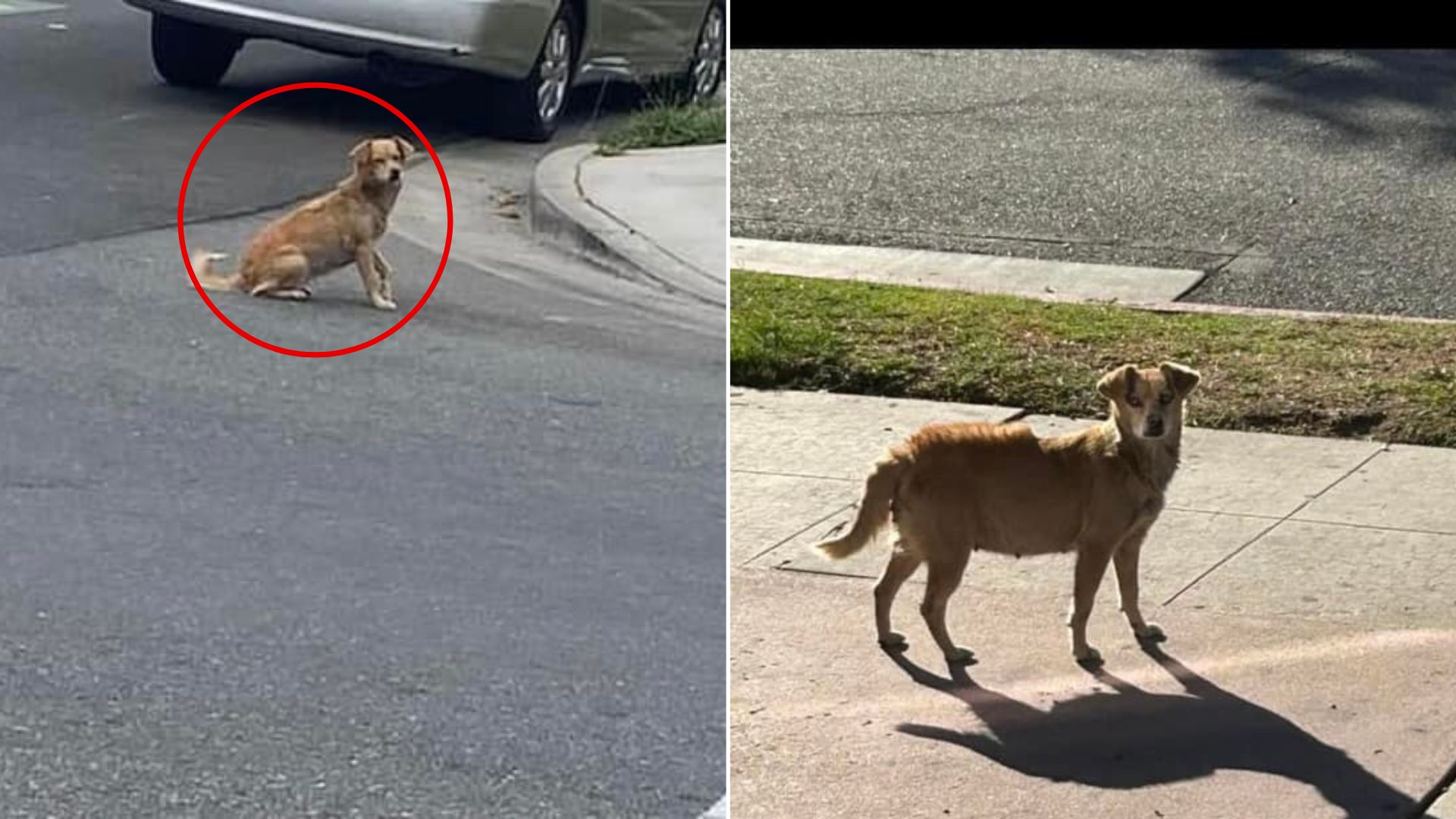 pregnant dog on road