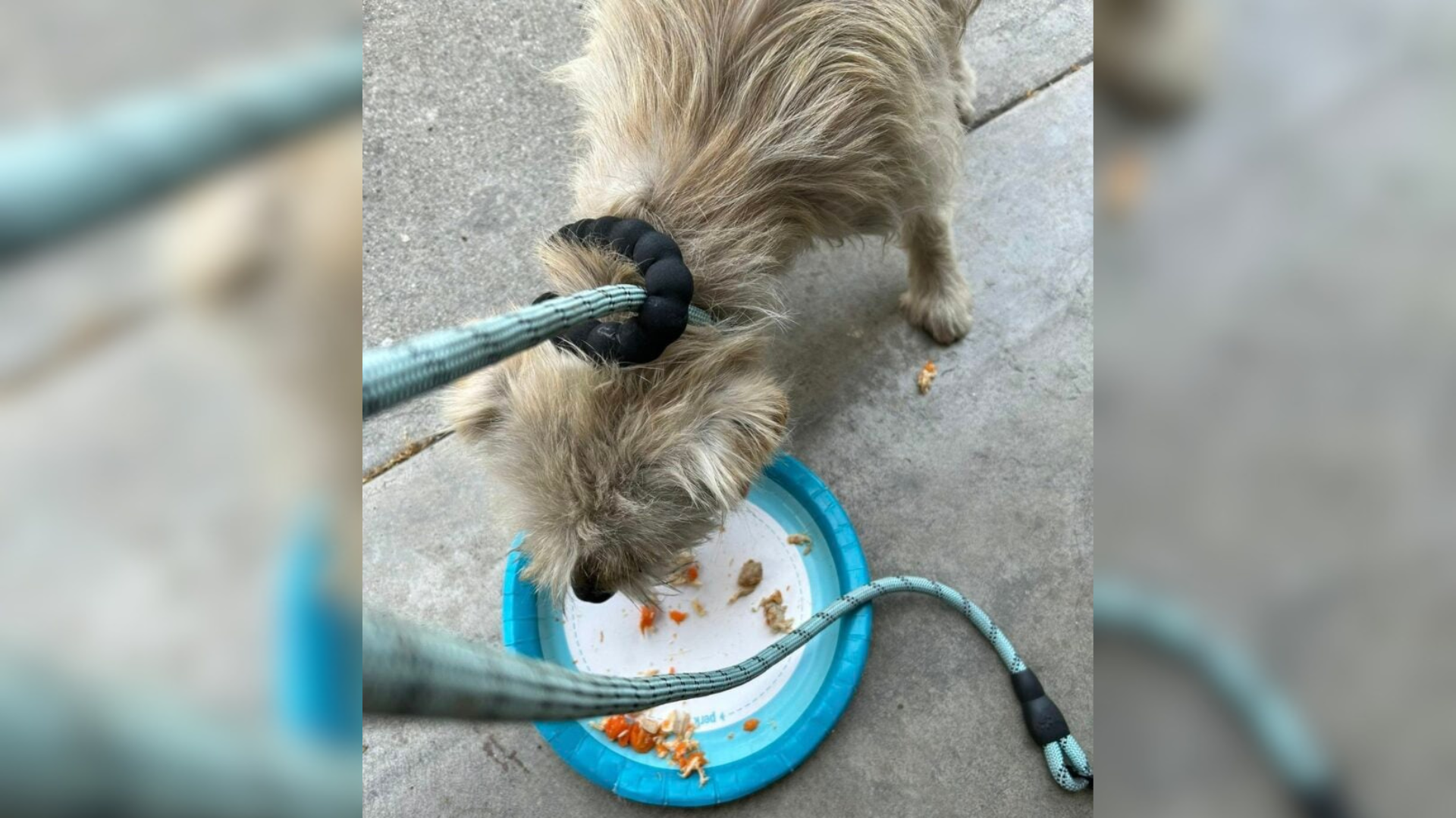 stray dog eating