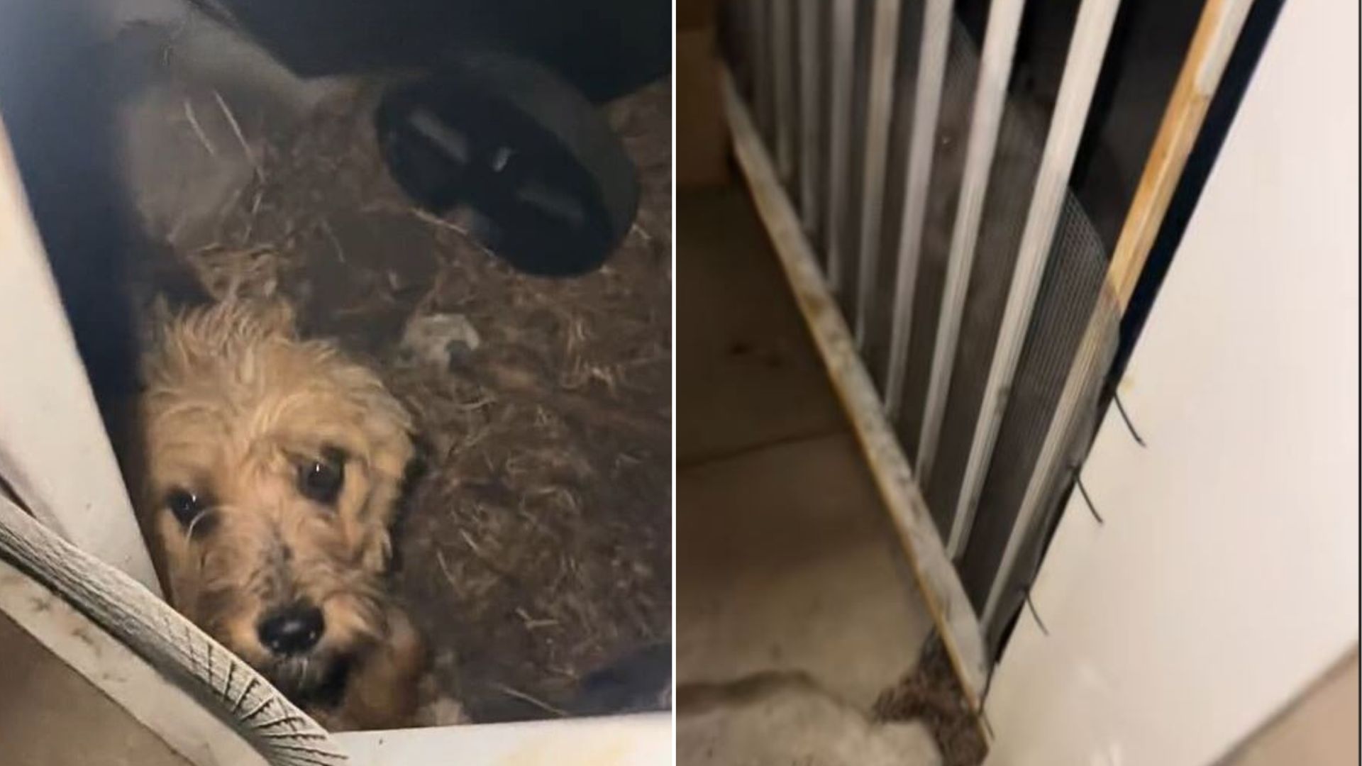 dog with filthy coat