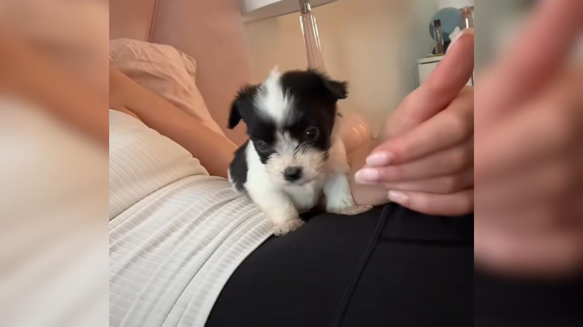 sweet puppy