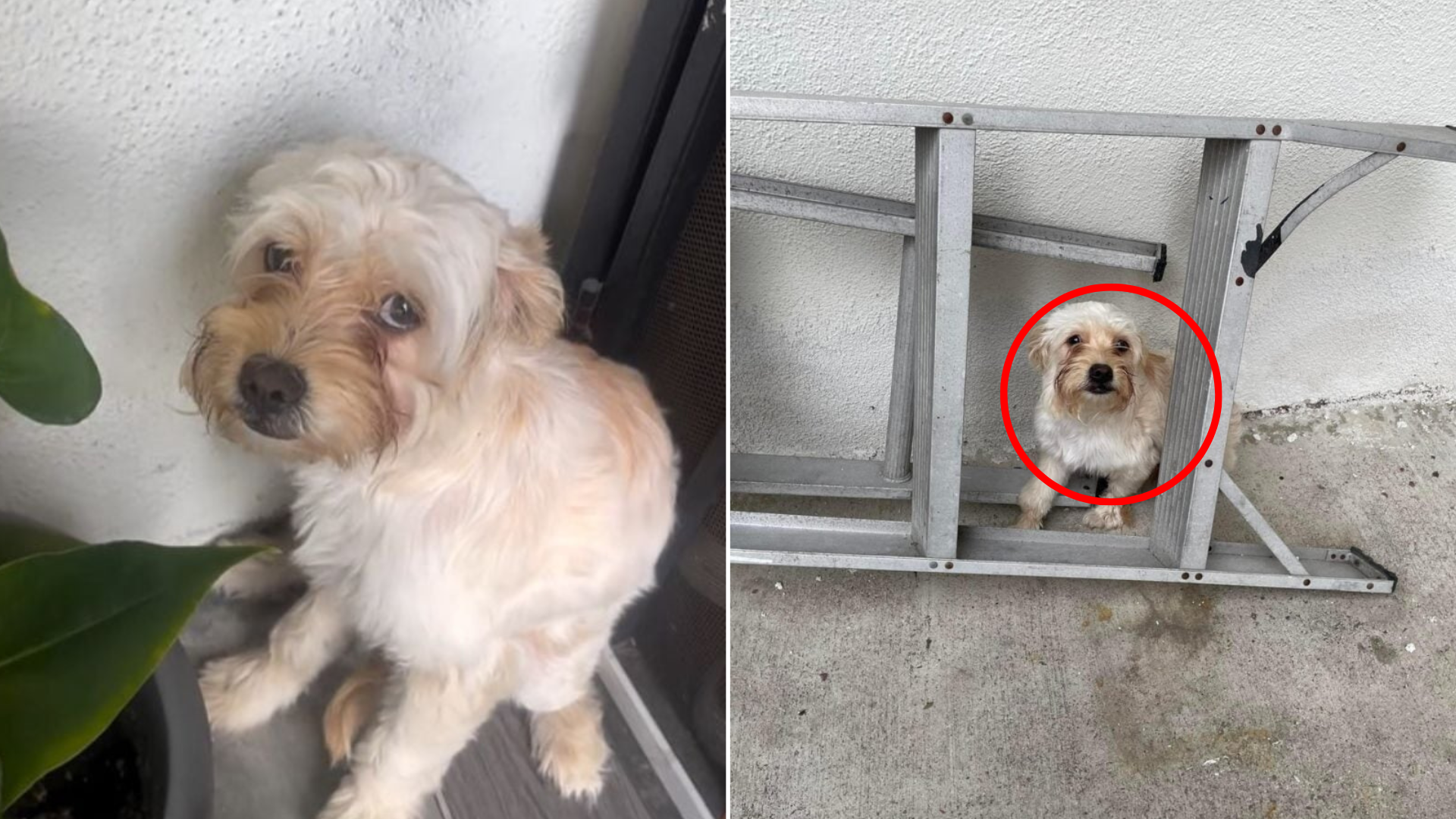 scared white puppy