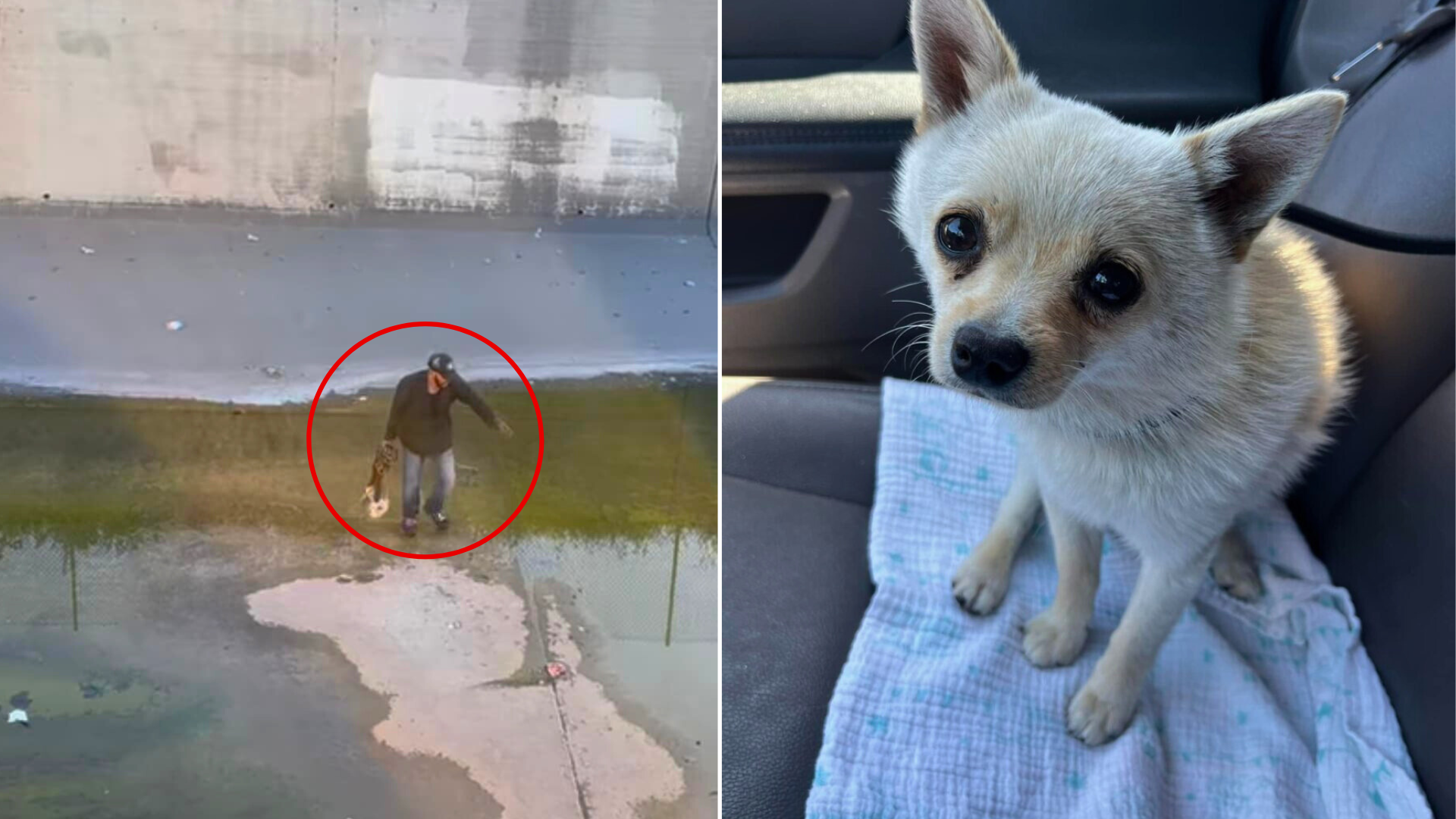 small dog rescued