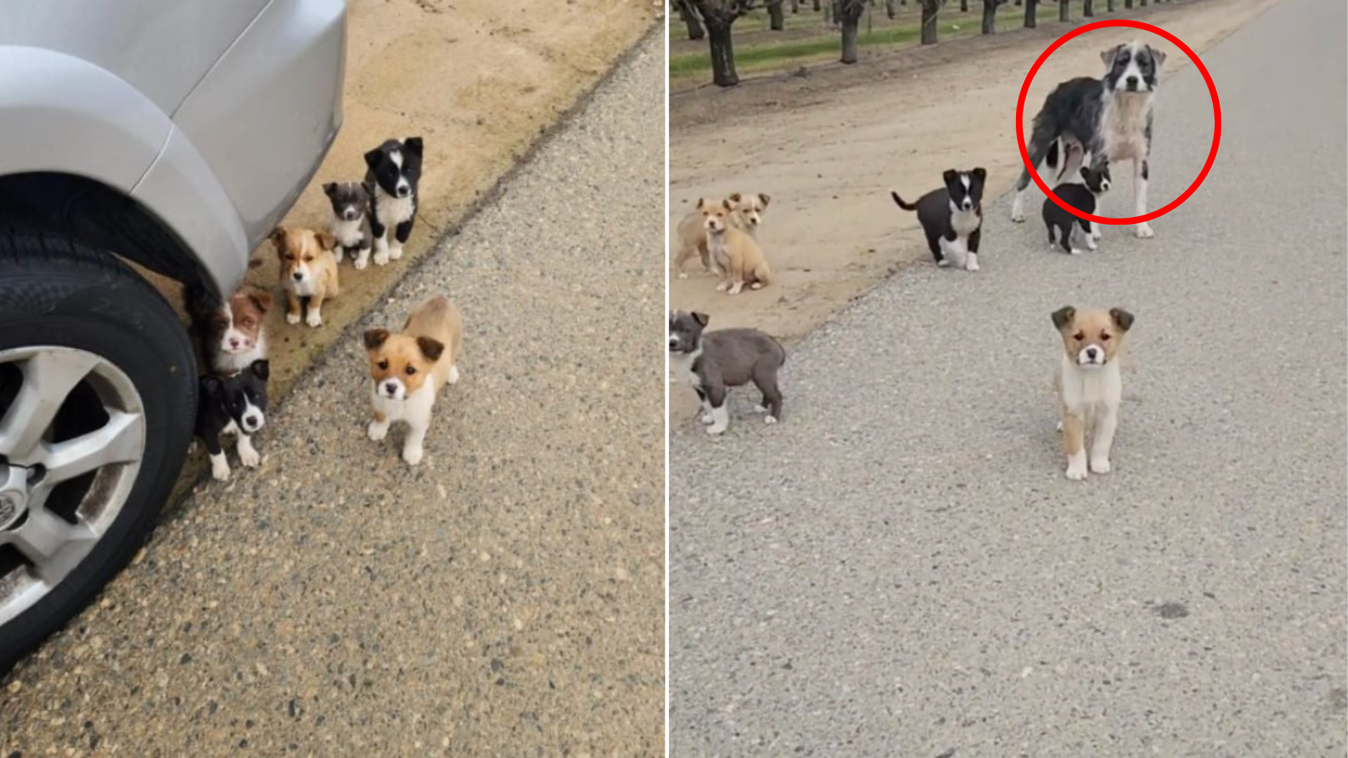 mother dog and puppies