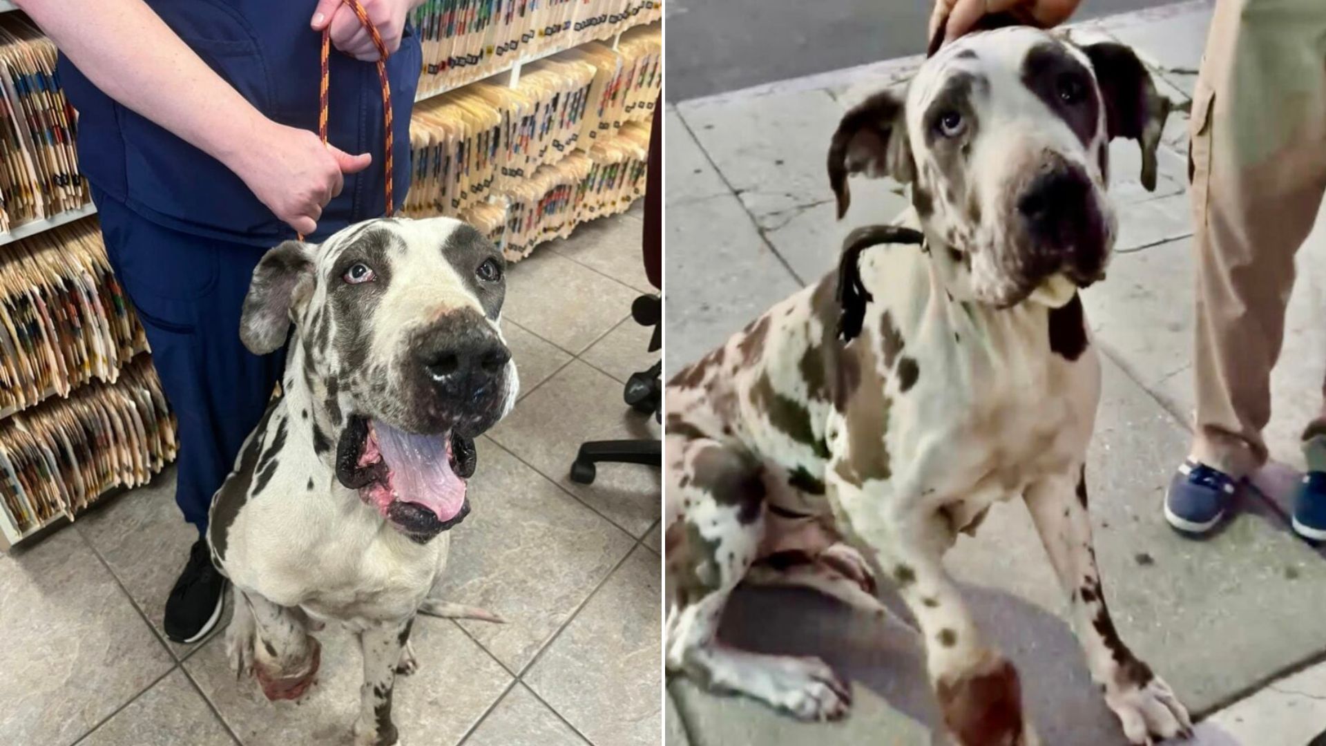 gentle senior dog