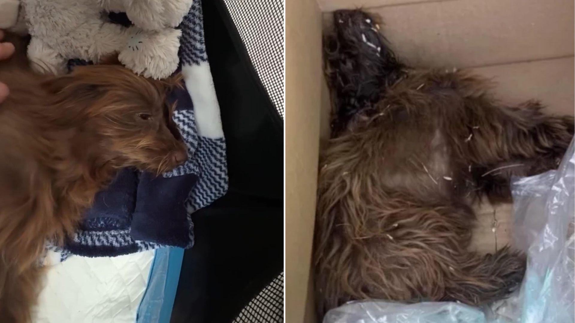fragile puppy