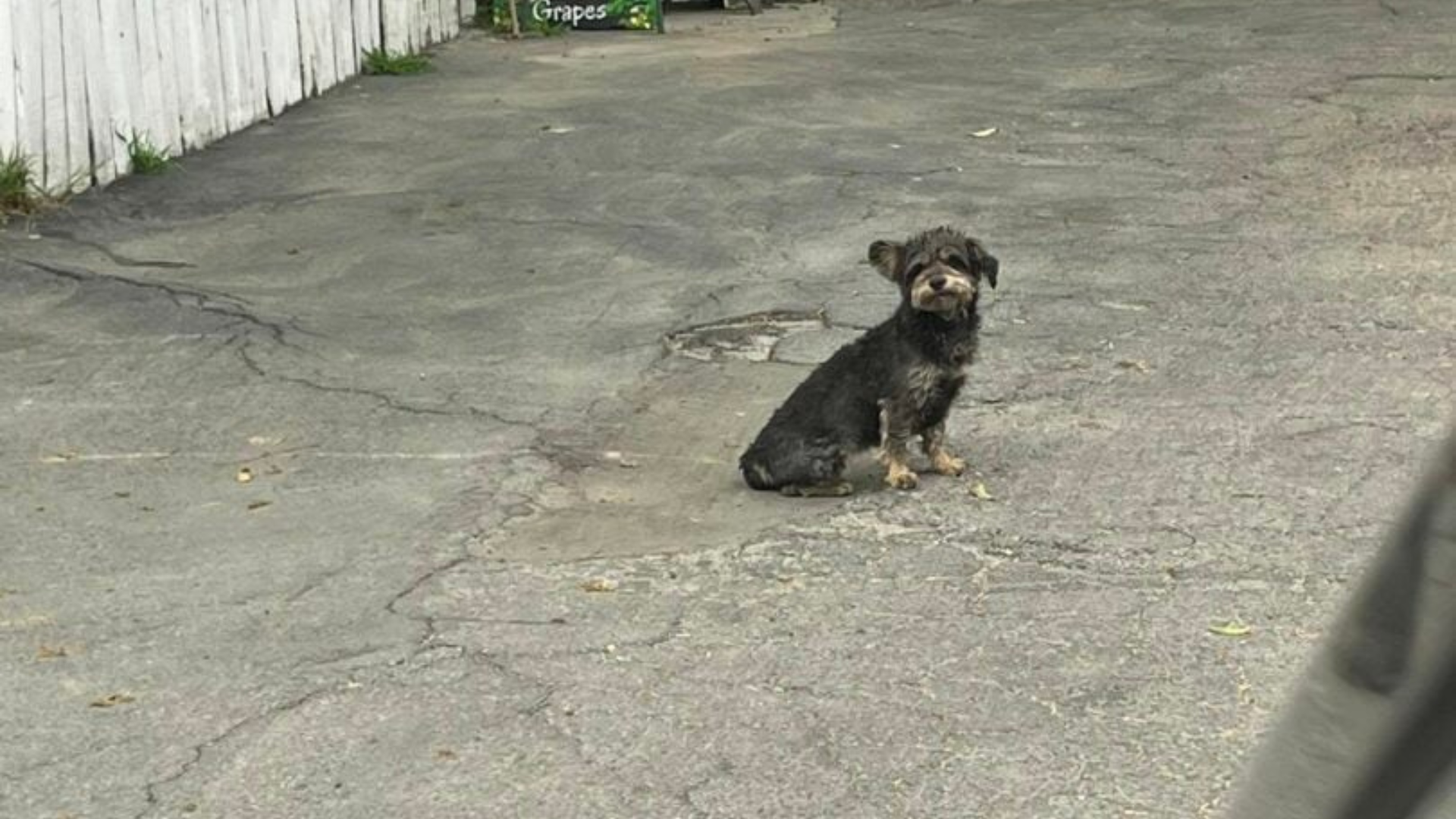 small stray dog