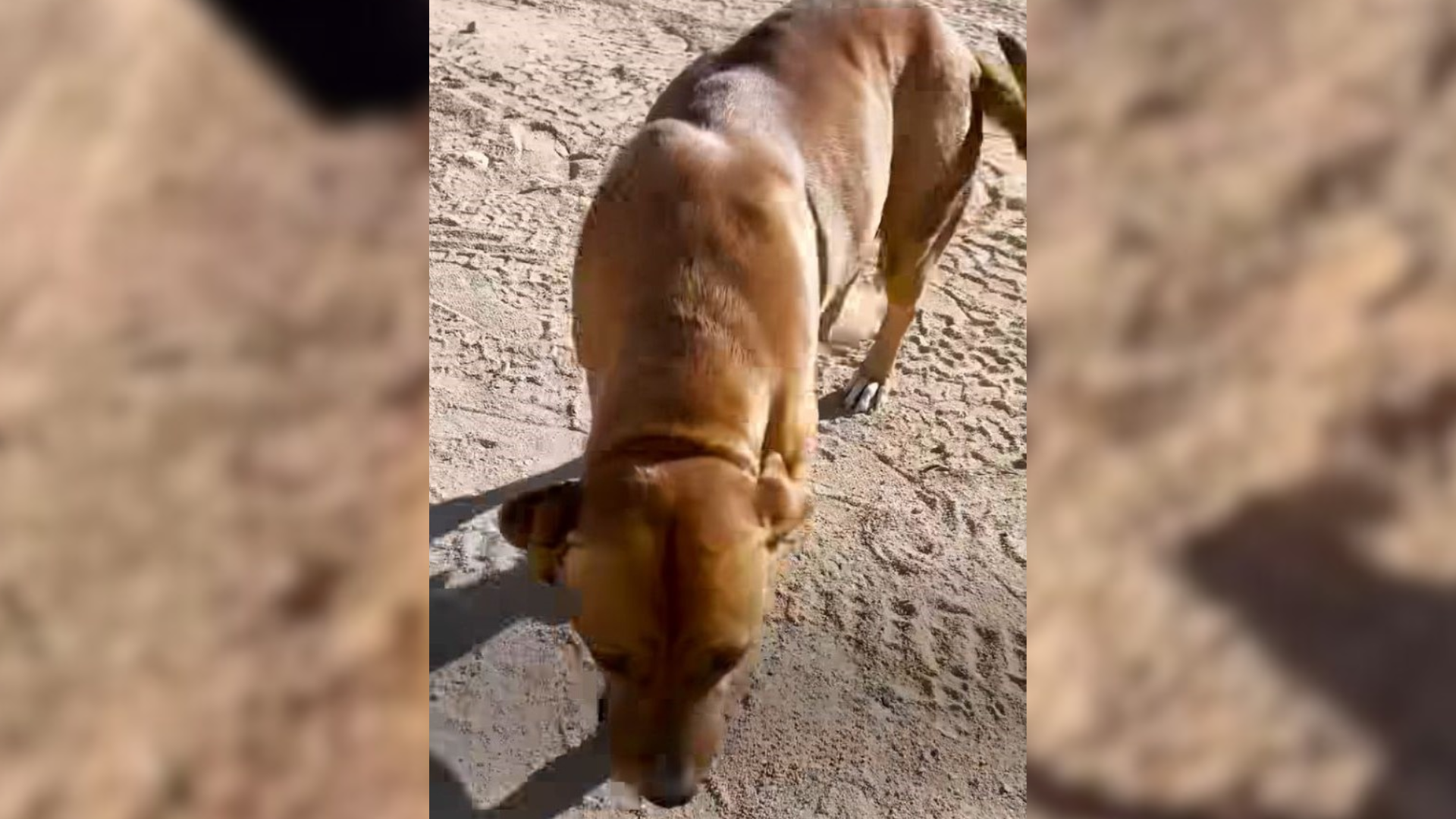 stray dog in a desert