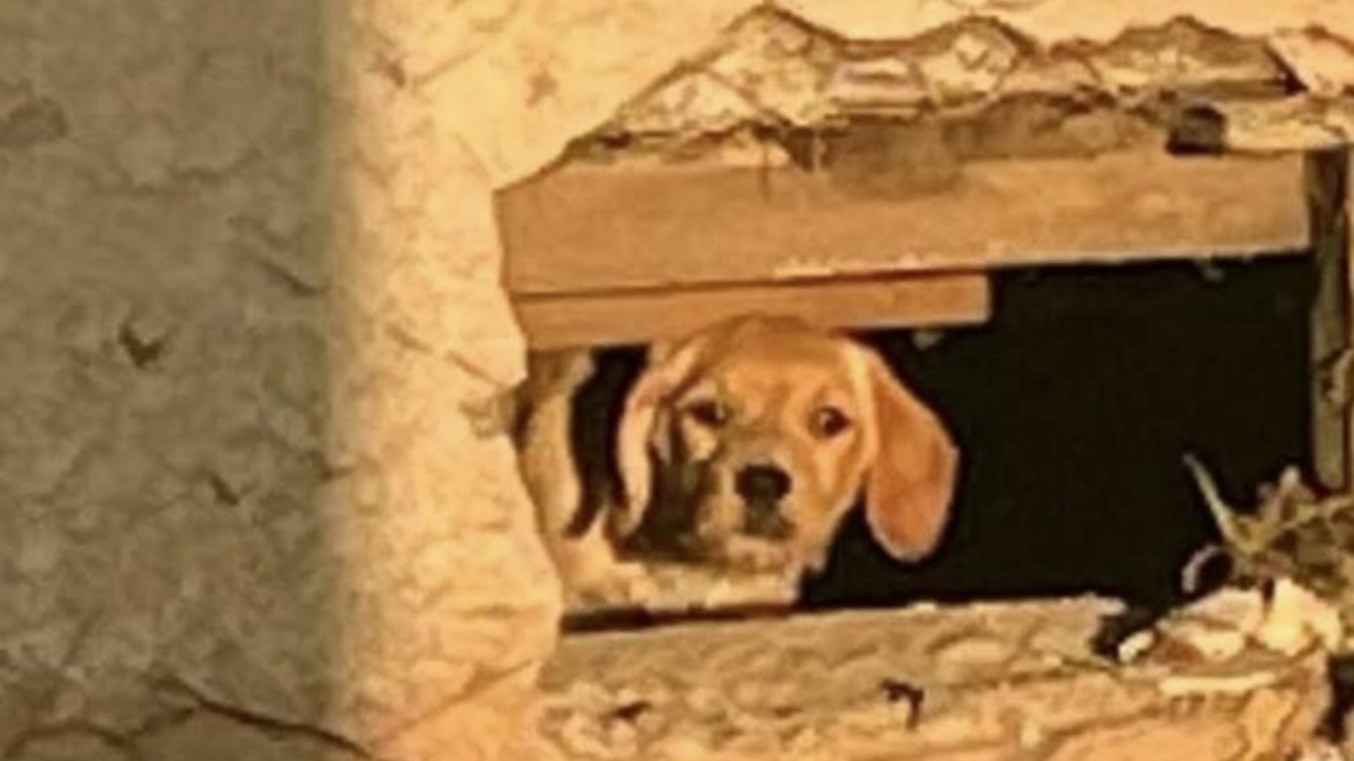 dog in old house