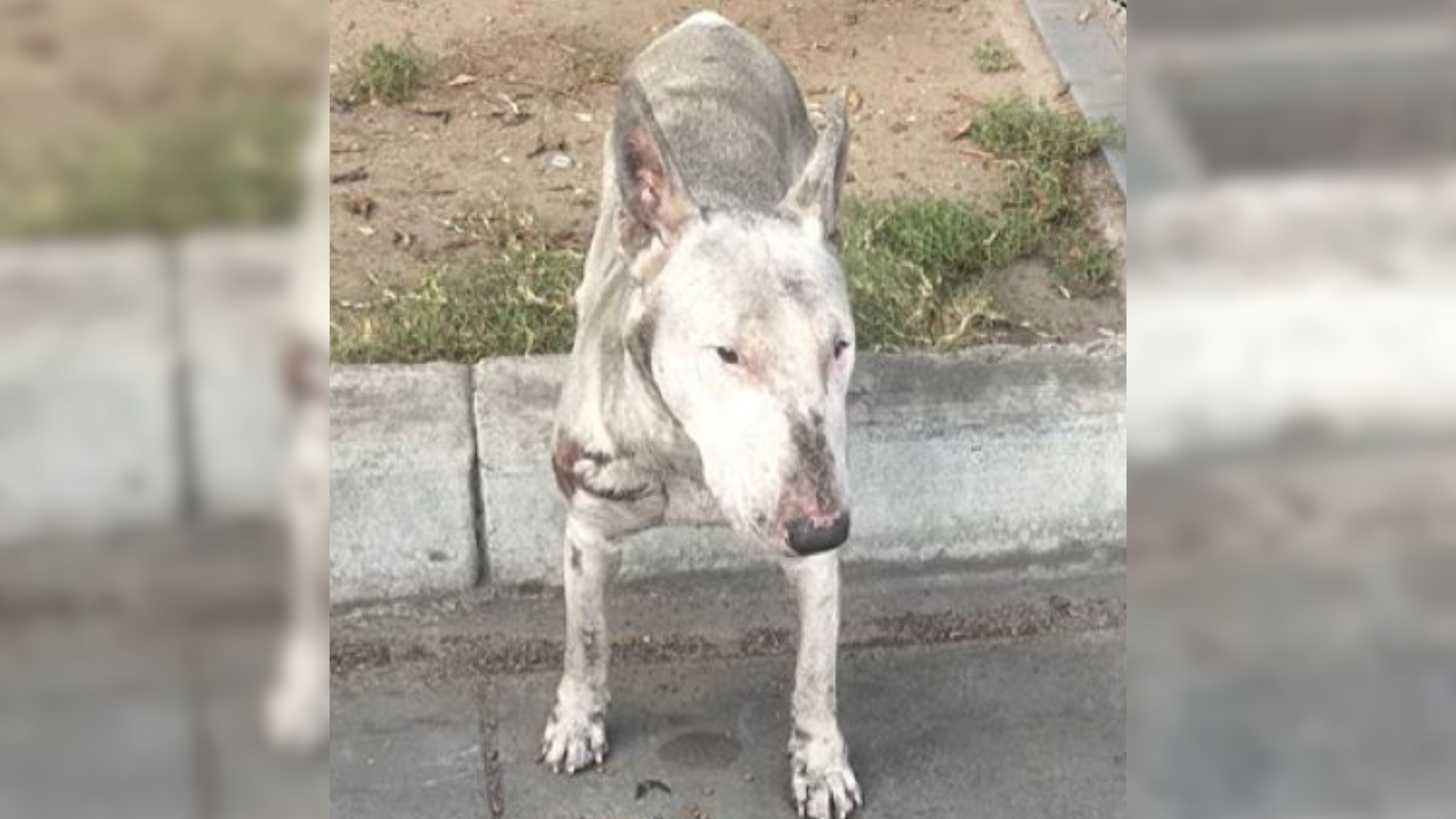 stray dog