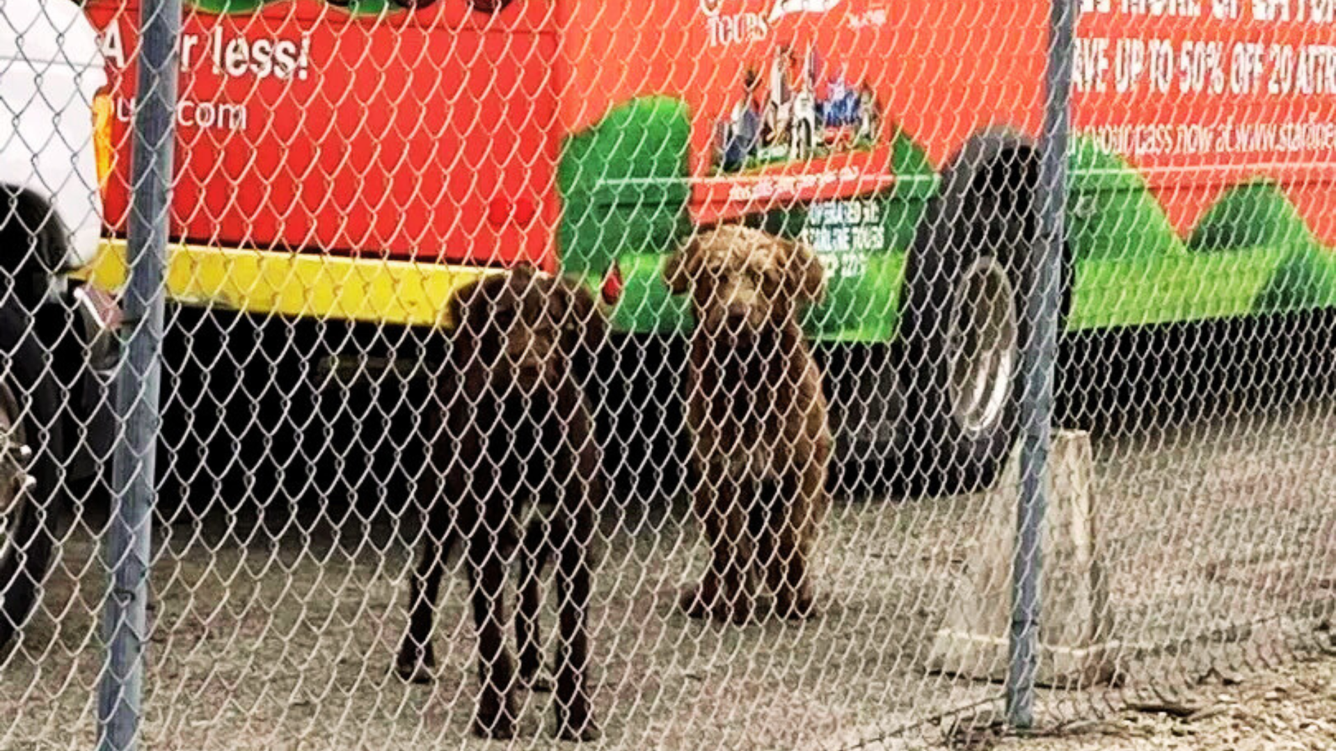 two dogs behind fence