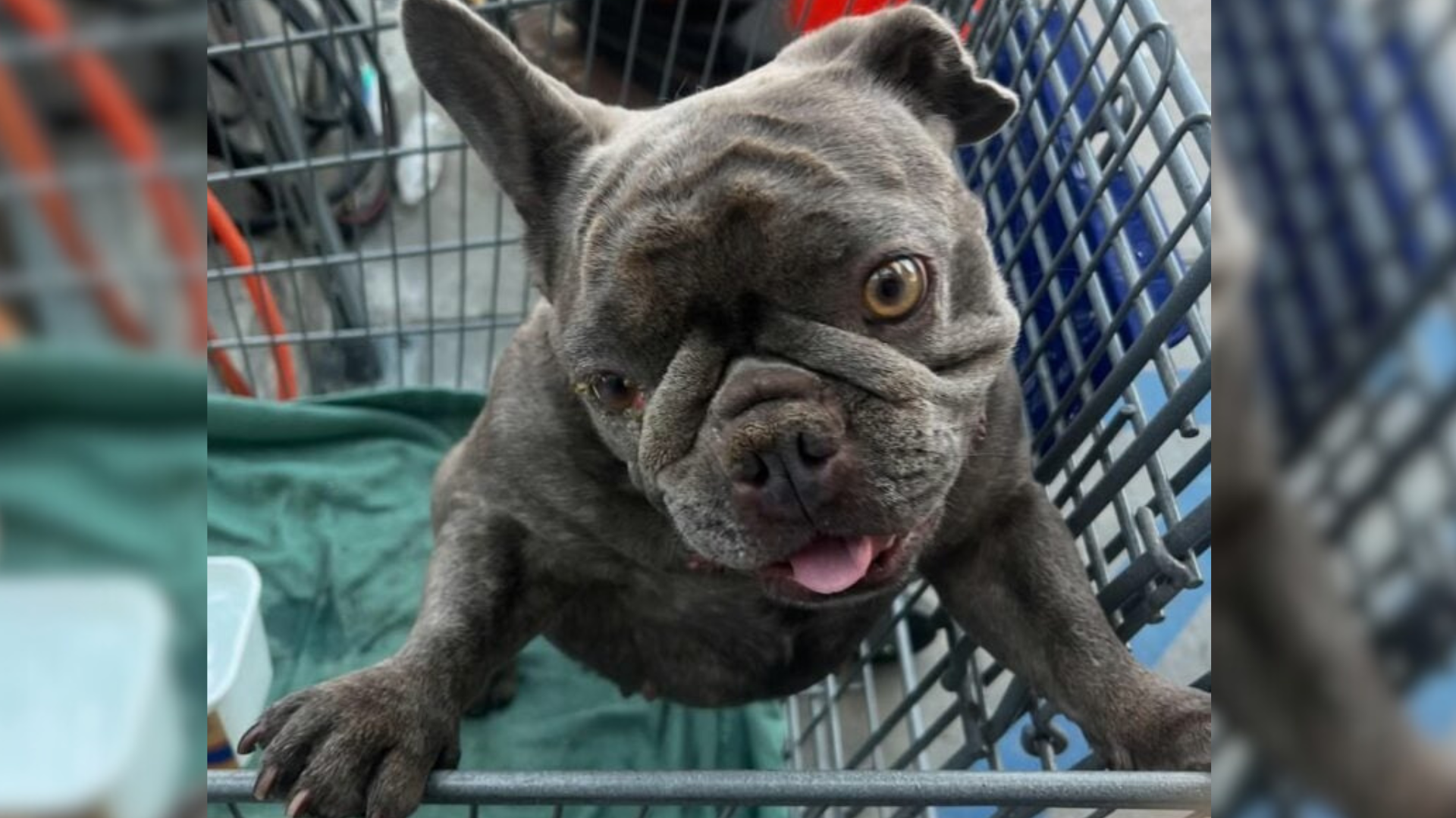 goofy puppy