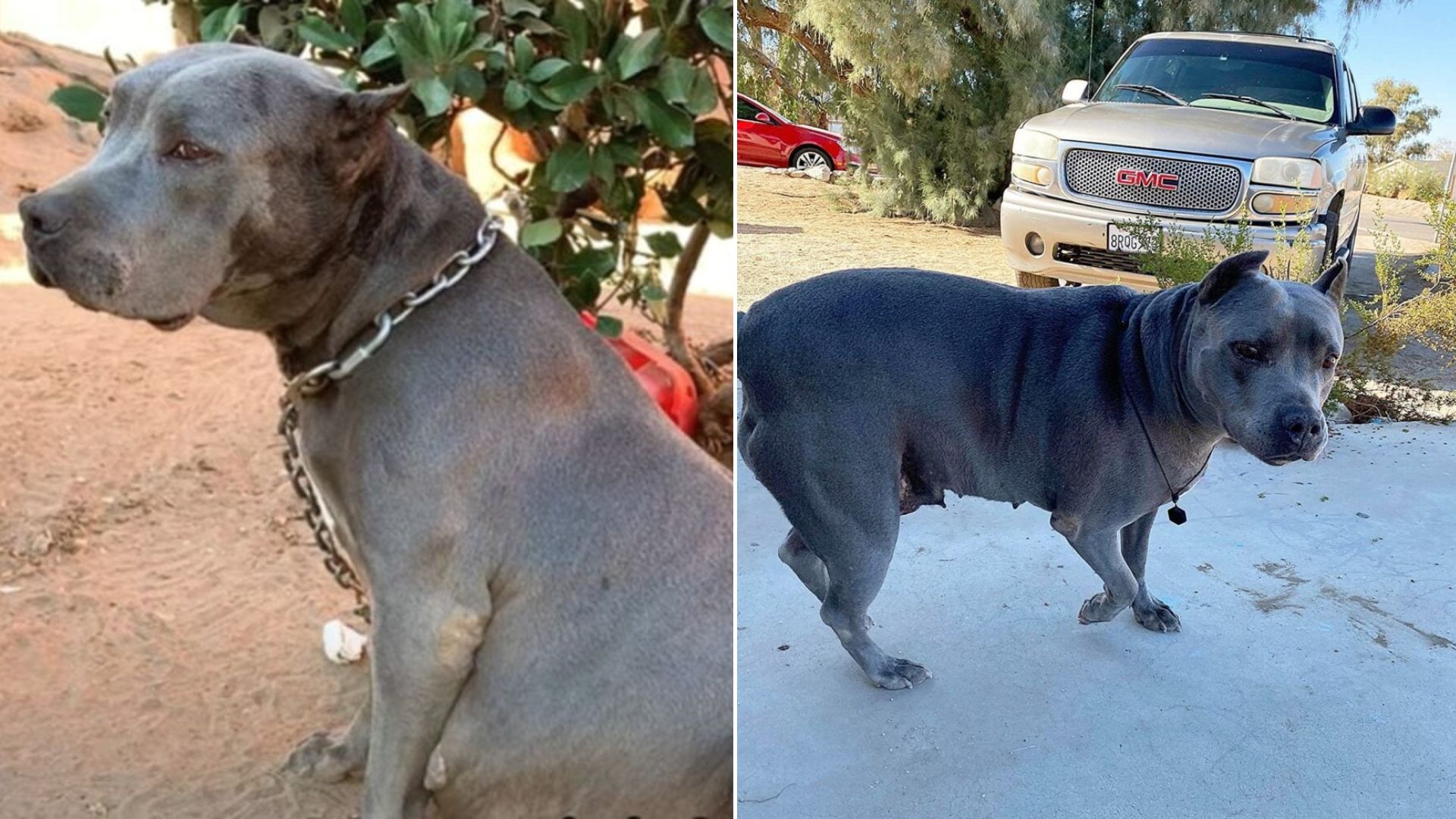 pregnant dog