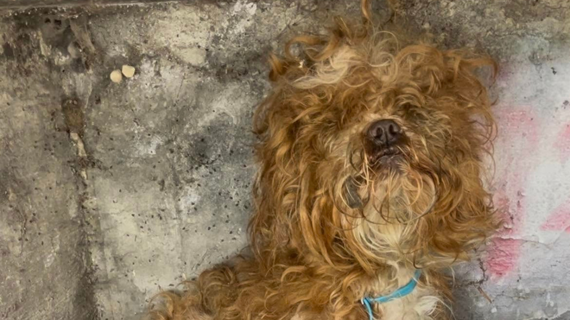 matted stray dog