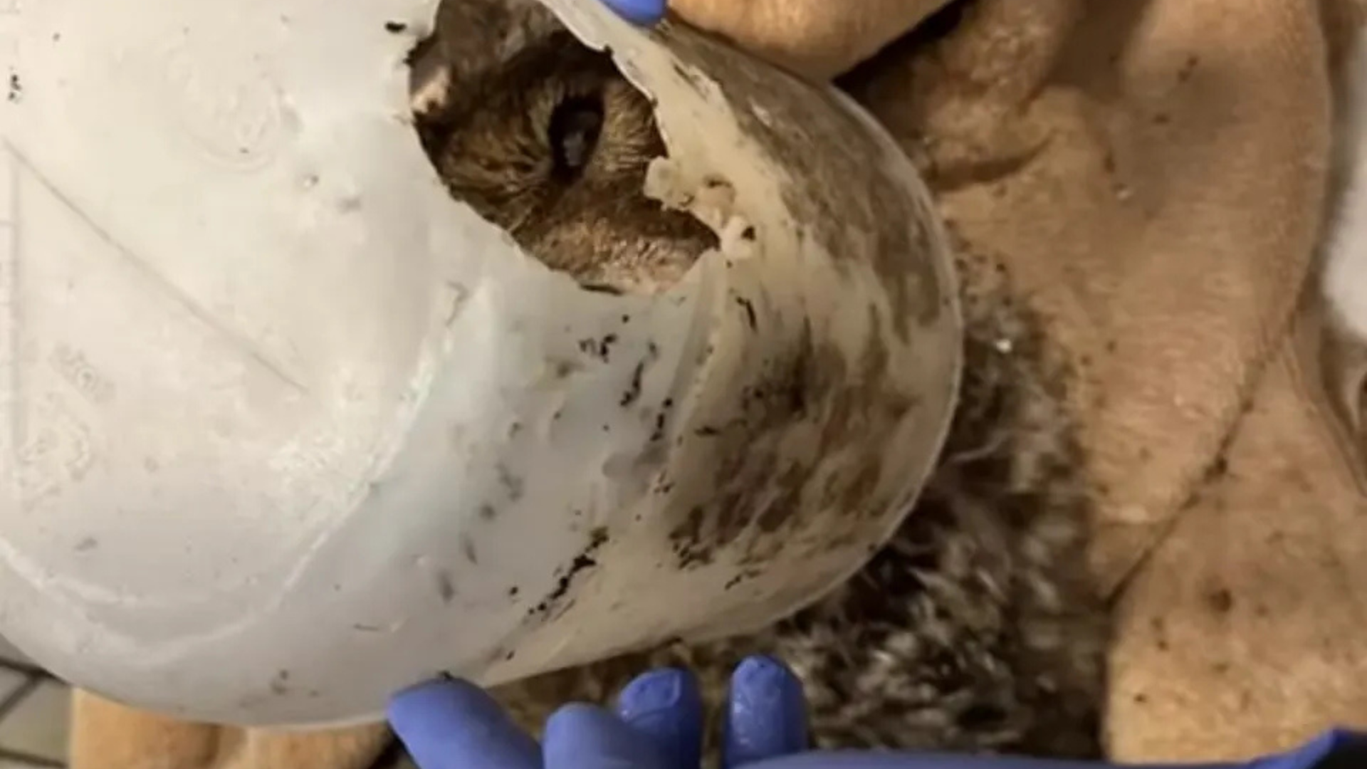 animal stuck in plastic containter