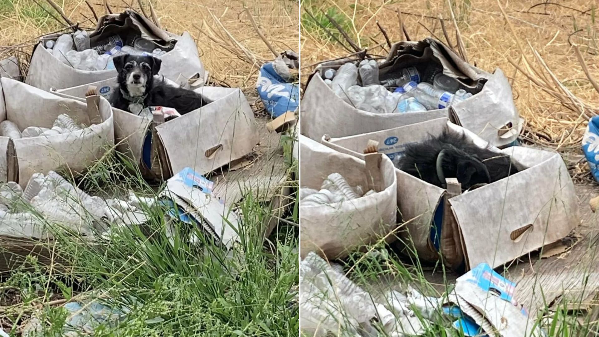 dog in cardboard box