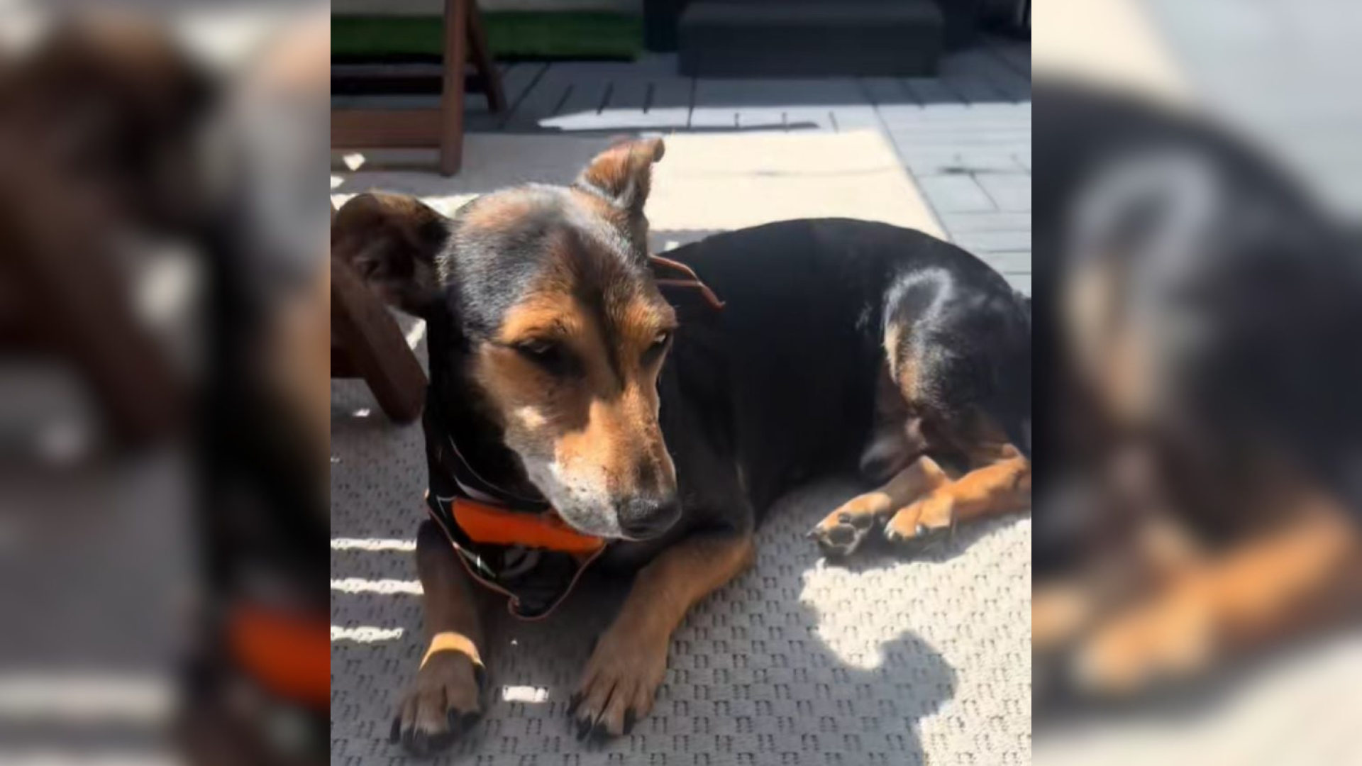 senior dog in shelter