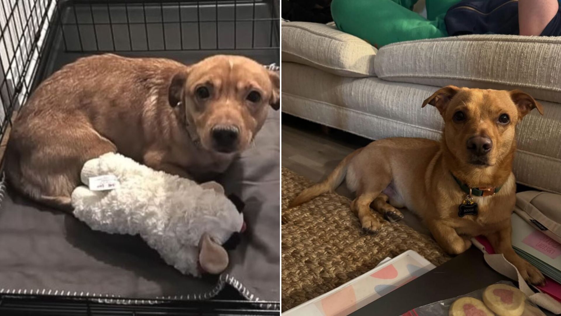 adorable brown dog