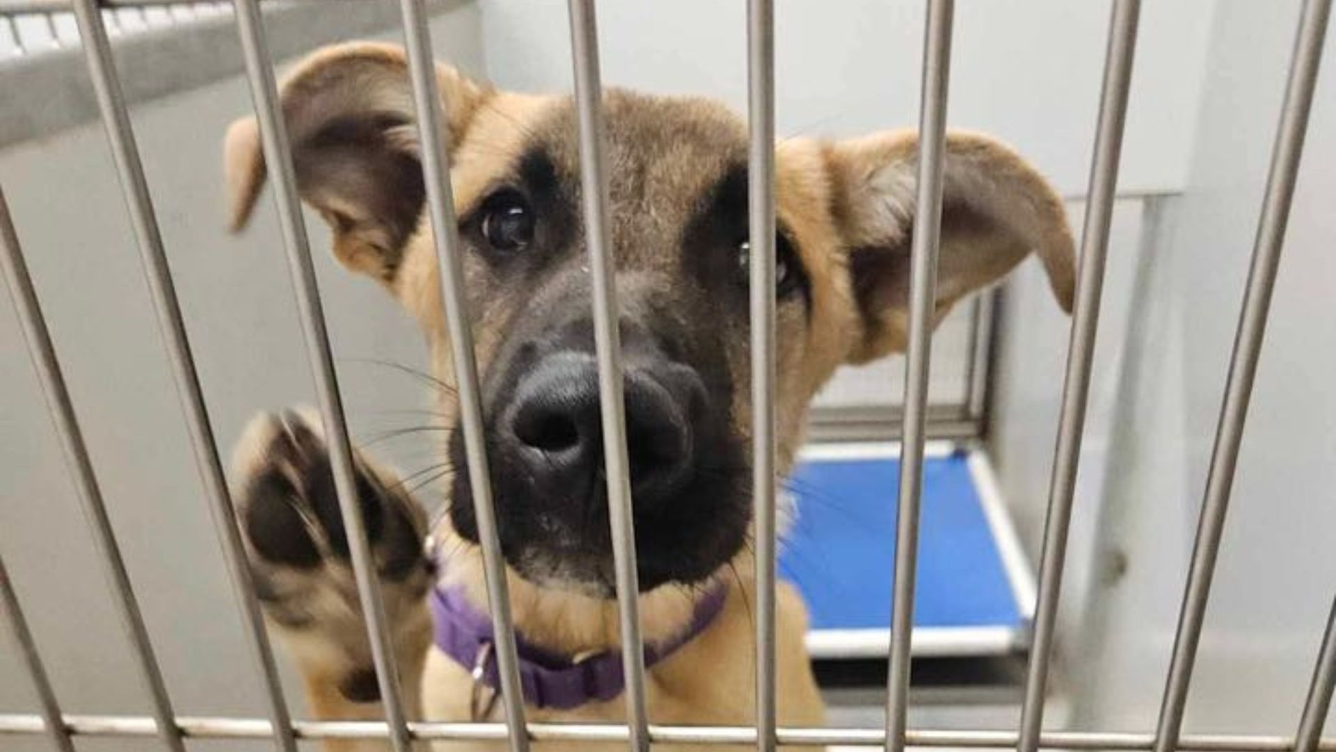 dog in shelter