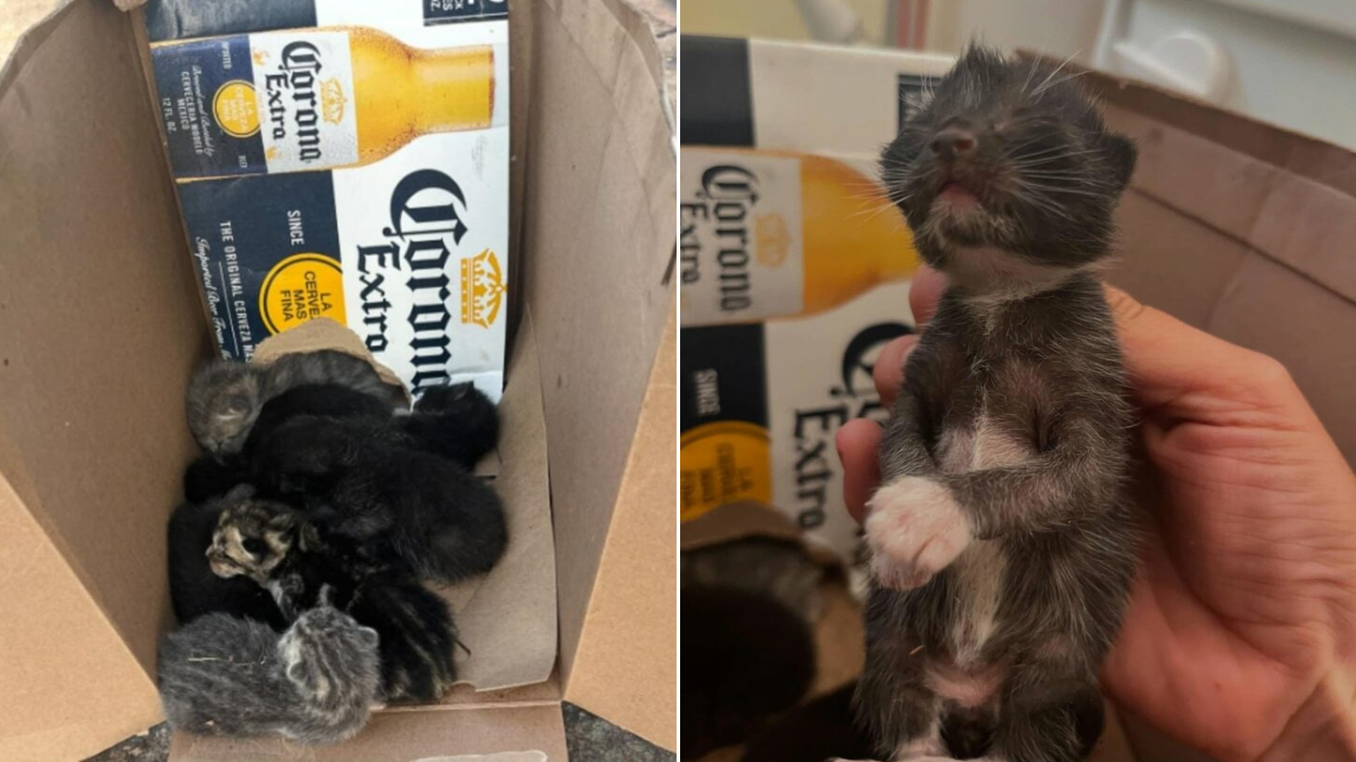 kittens in cardboard box