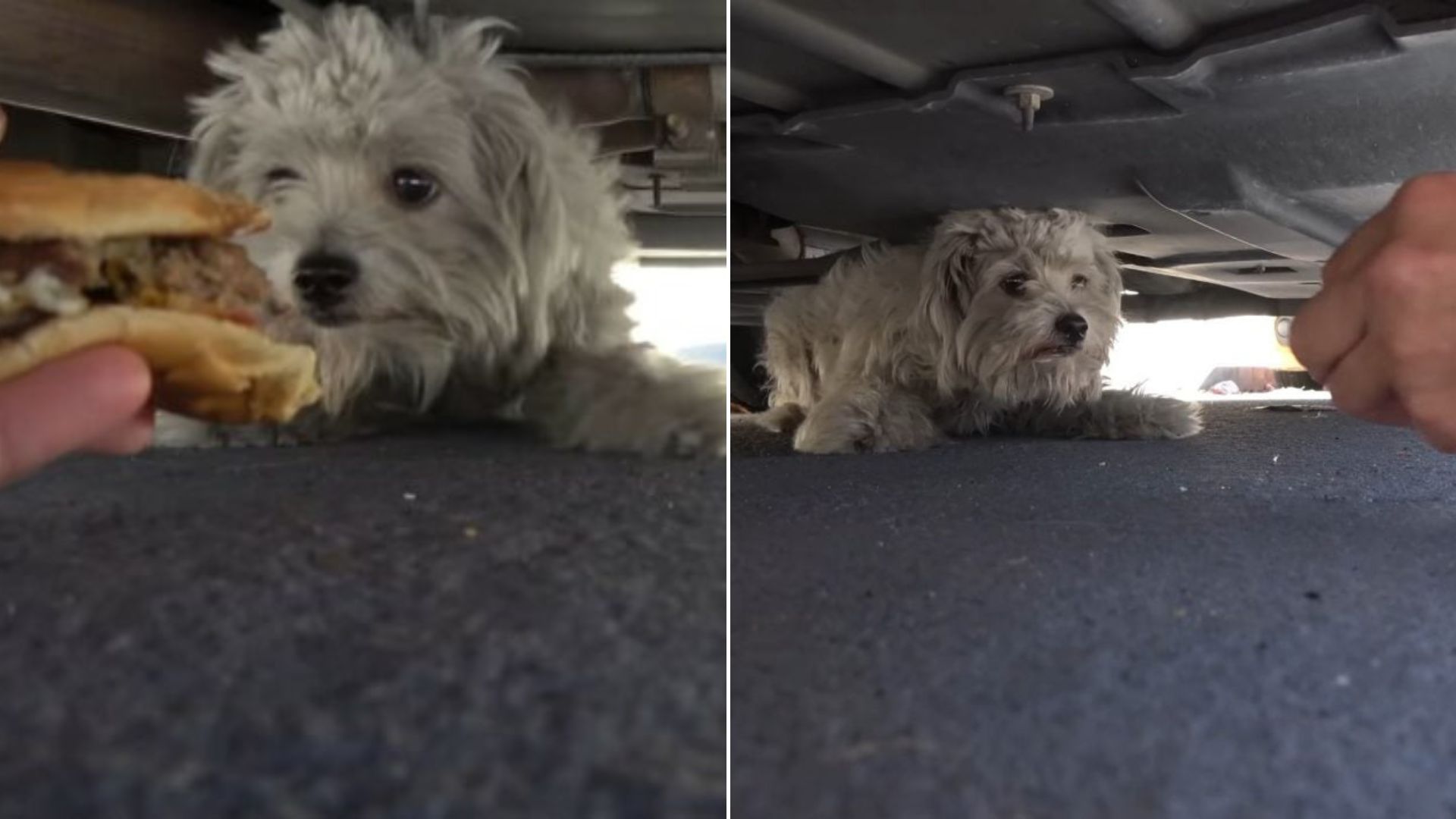 dog under car