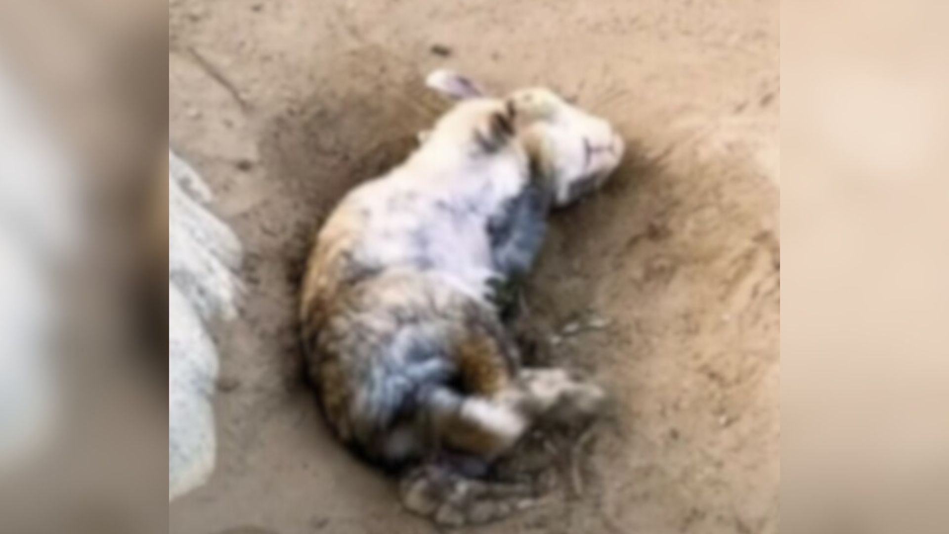 abandoned rabbit