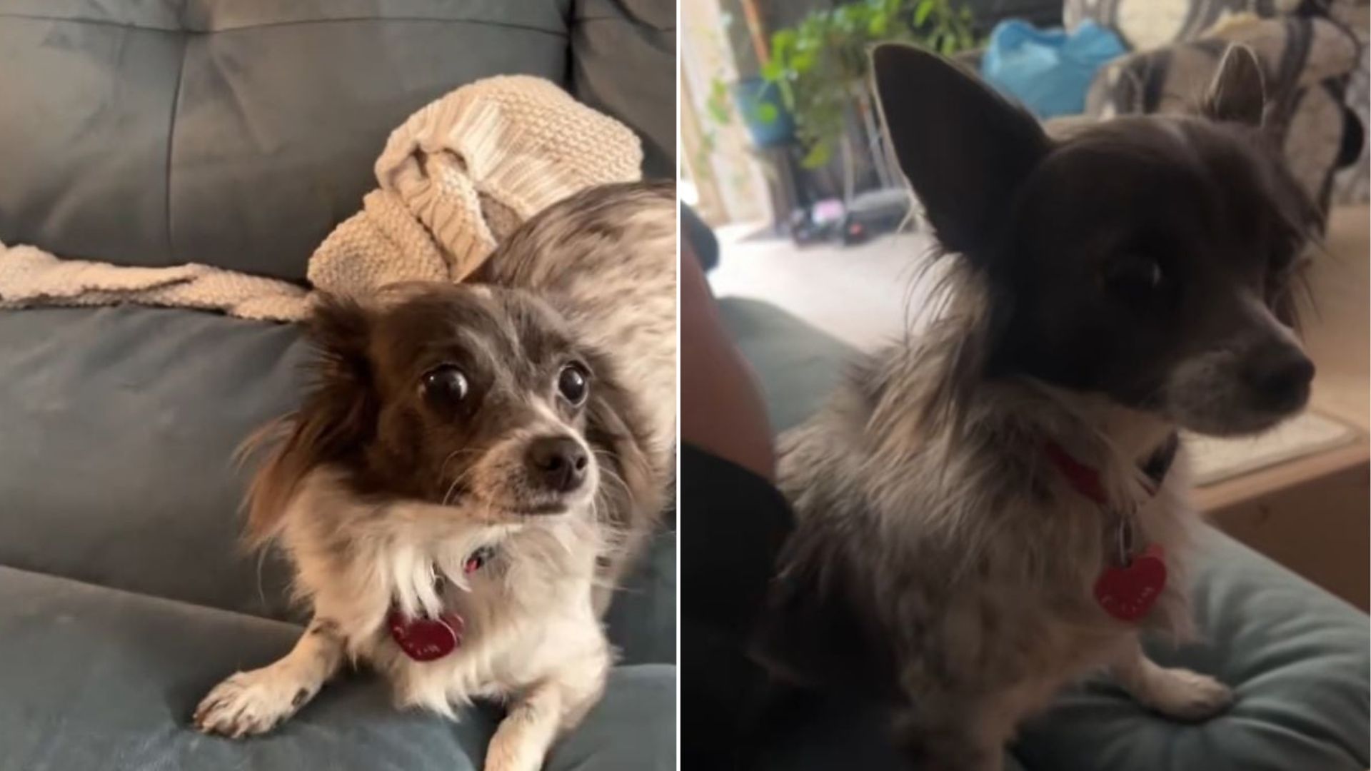 tiny chihuahua