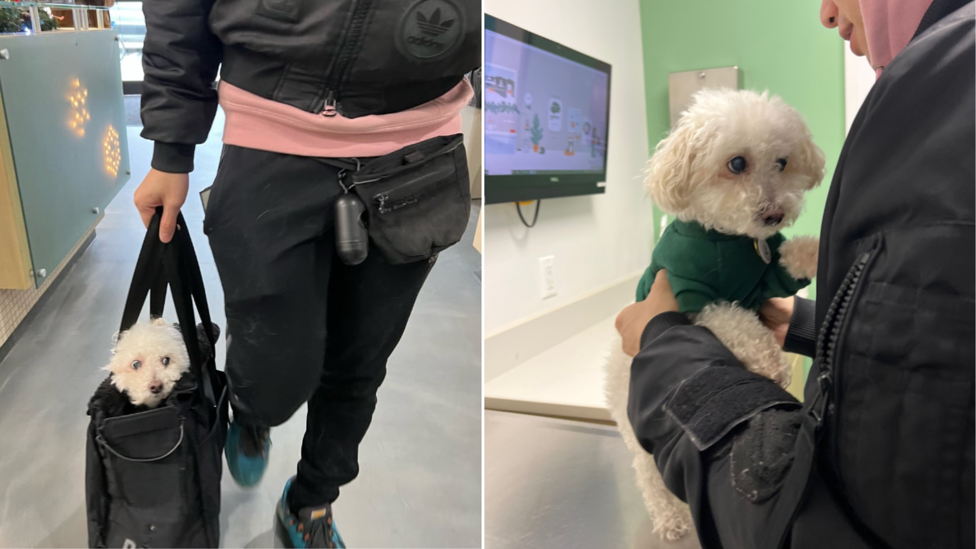 dog at the vet