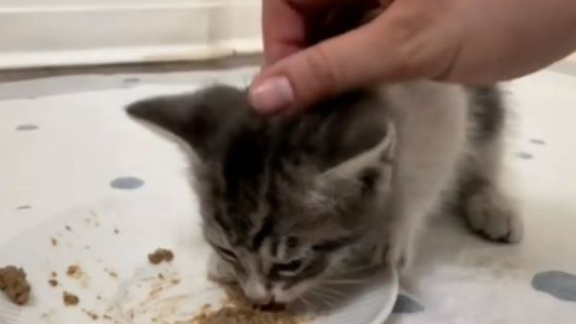 tiny kitten eating